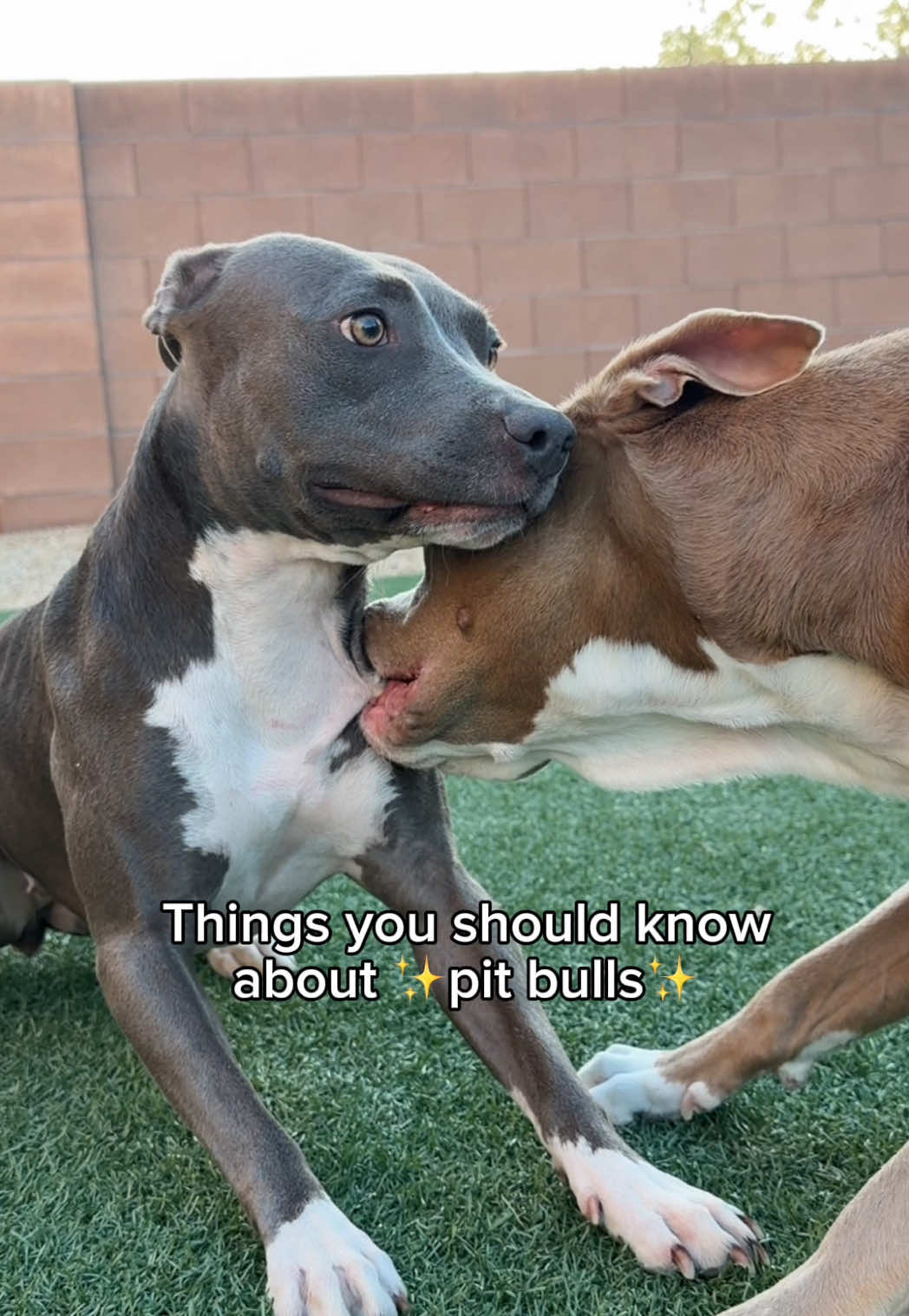 @@knight_thepit