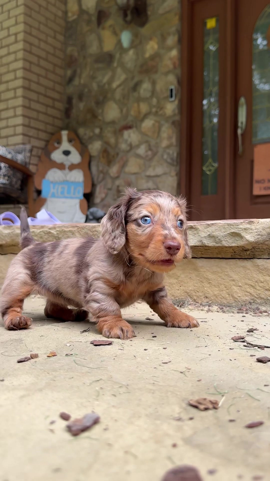 @Taylored Dachshunds