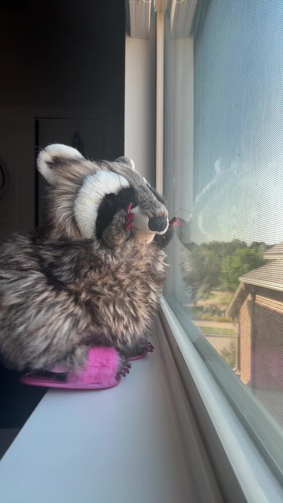@Cookie 🍪 🦝