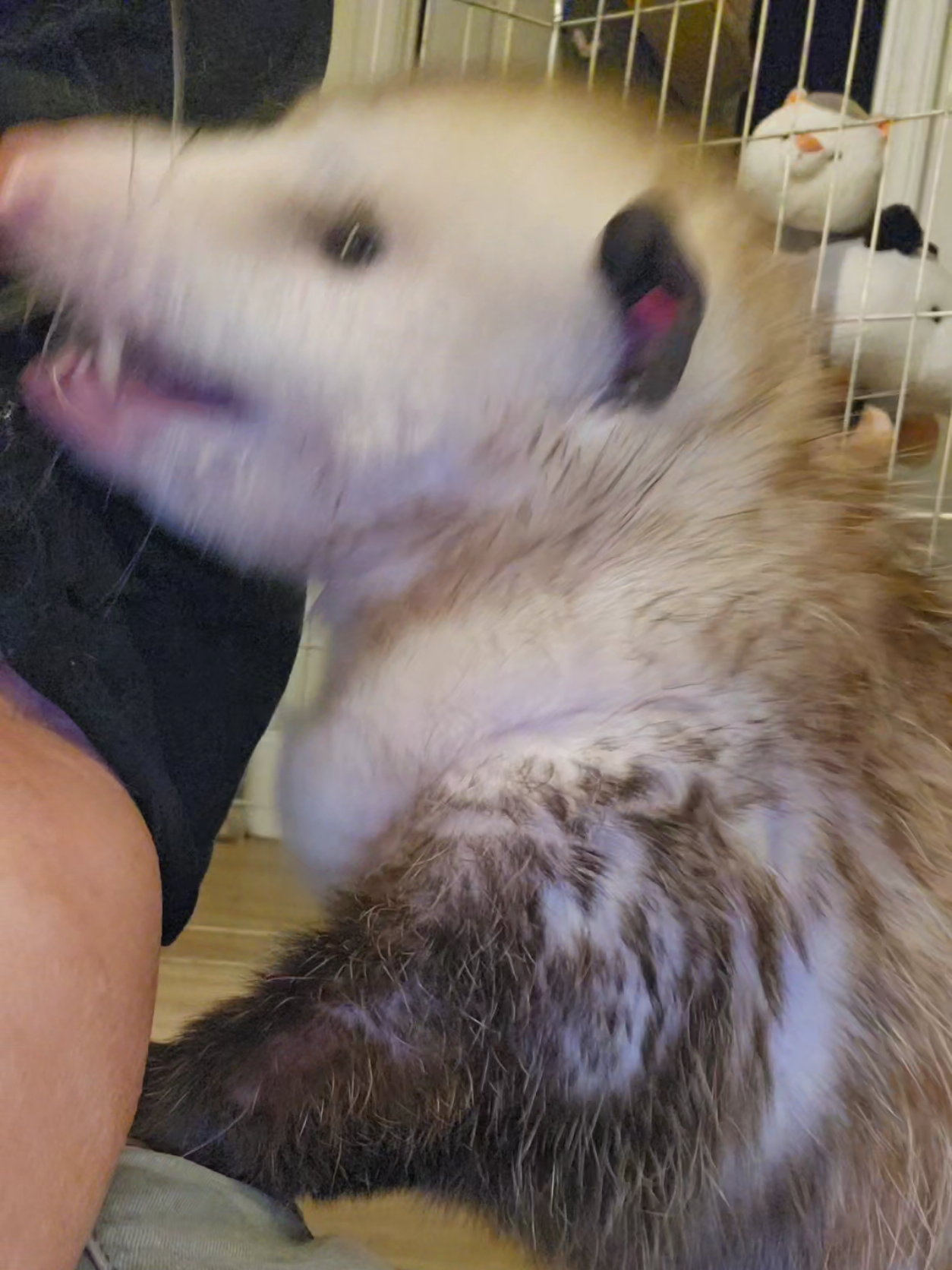 @OPOSSUMDAWGMOM