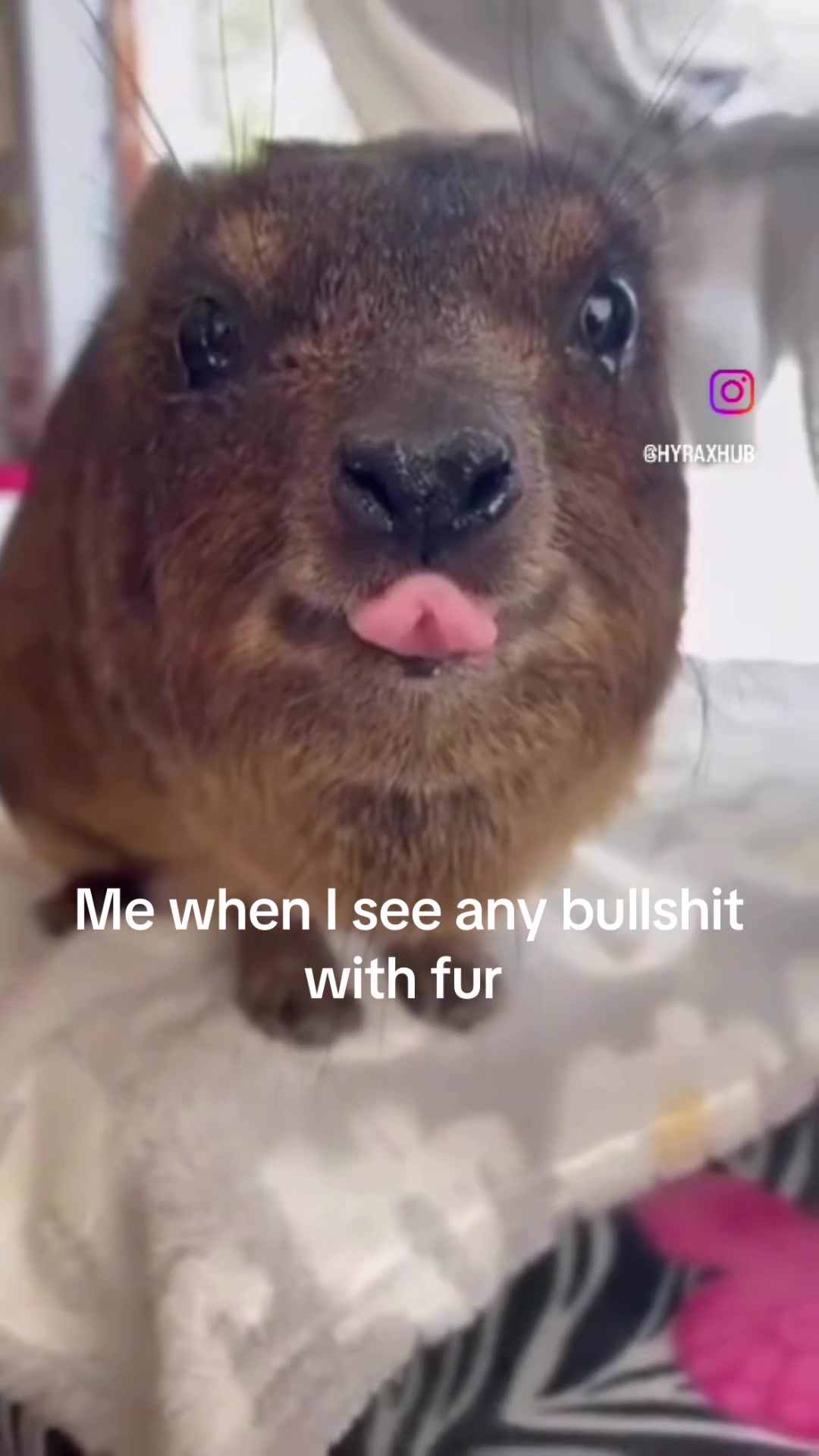 @picklelover4000