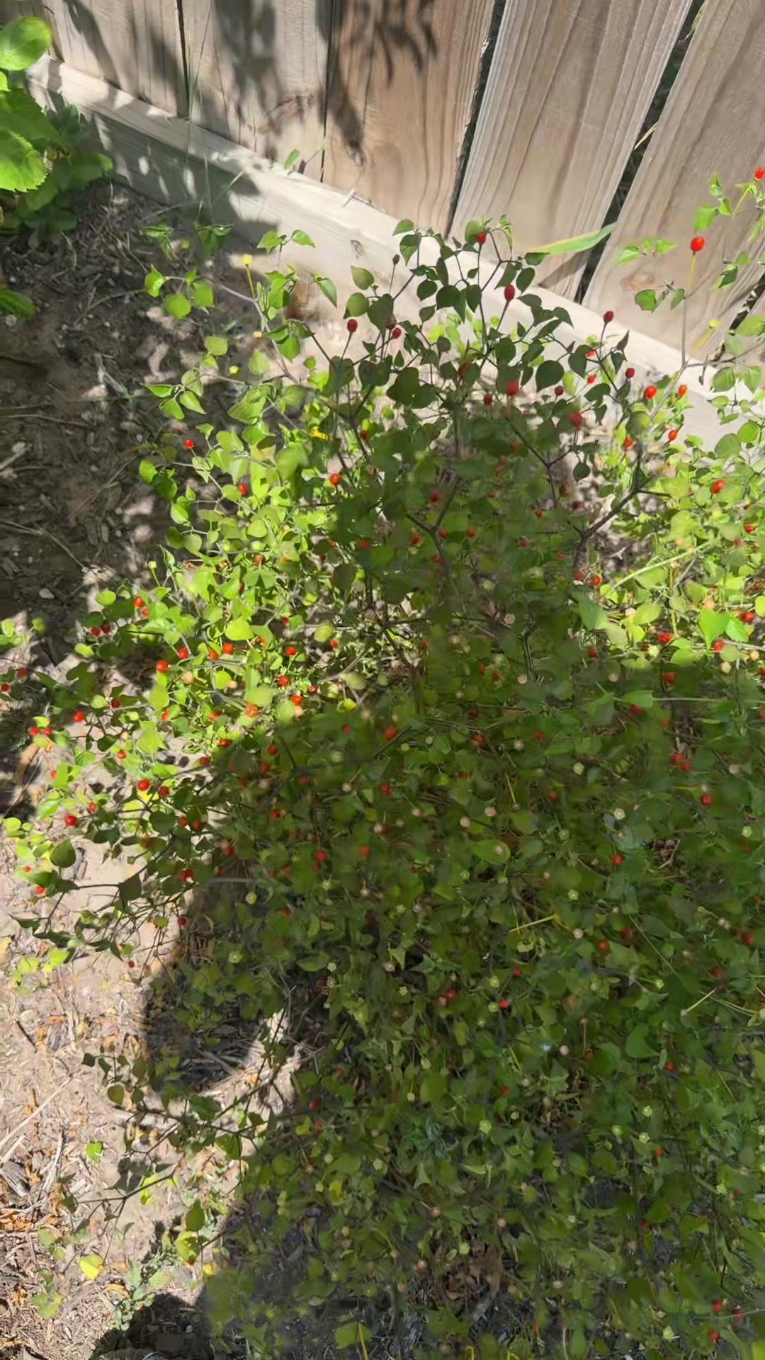 @themagicvalleygardener