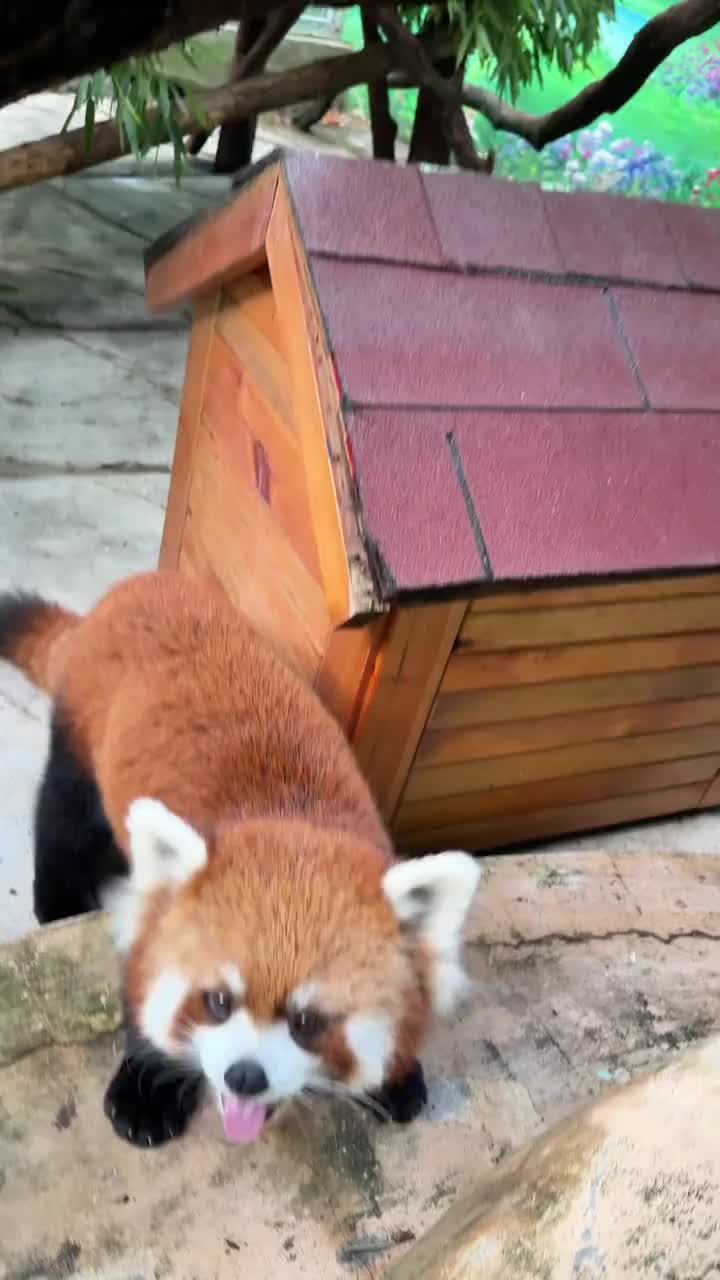 @Krezhi Panda 90