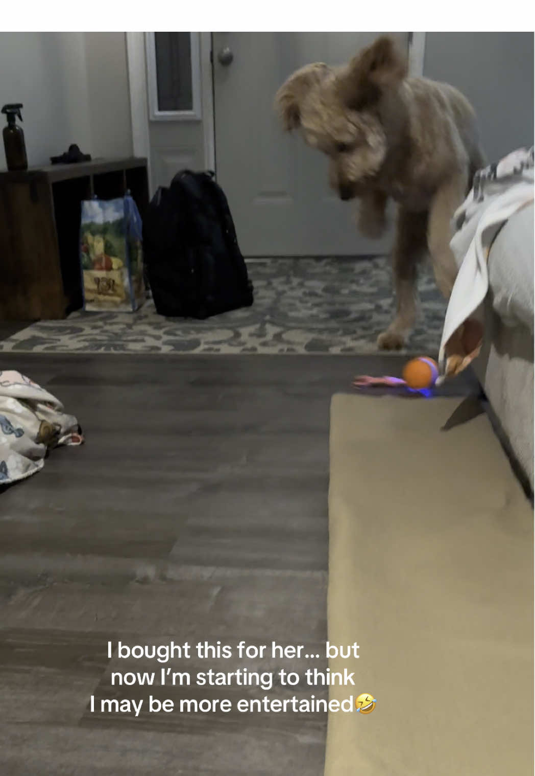 @Life.of.Penny Poo