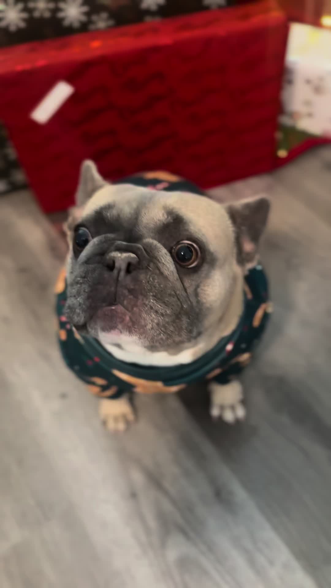 @mavisthefrenchie