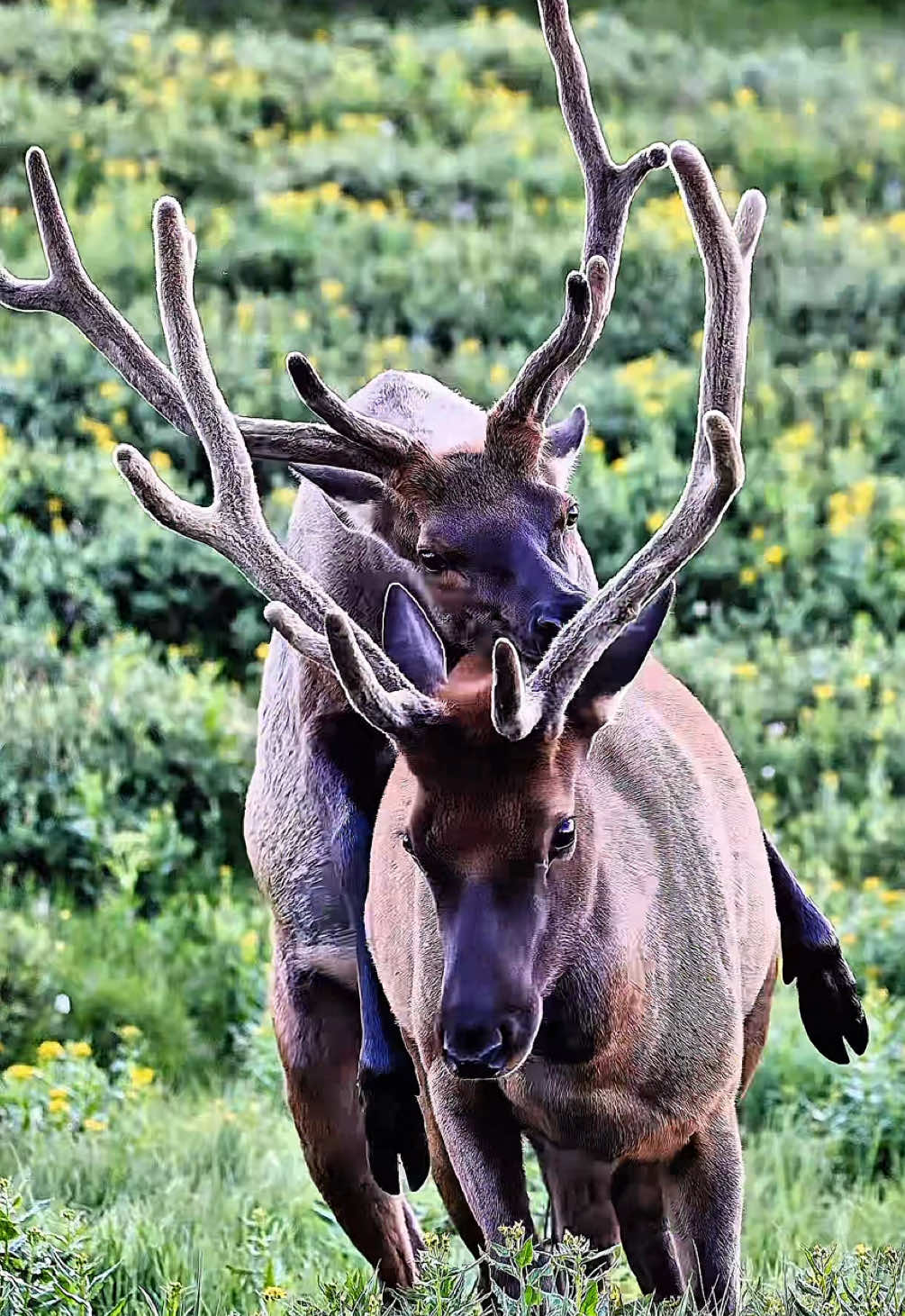 @Wild Born Outdoors - Saxton