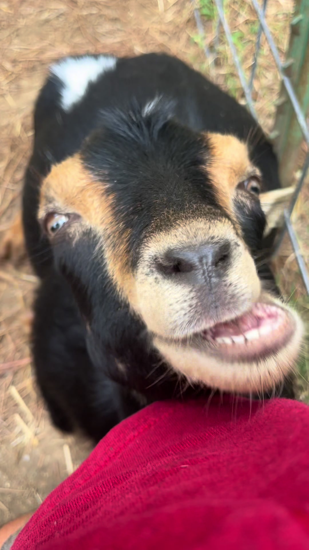 @Sierra_TSWFarms - 🐐🥛🐝