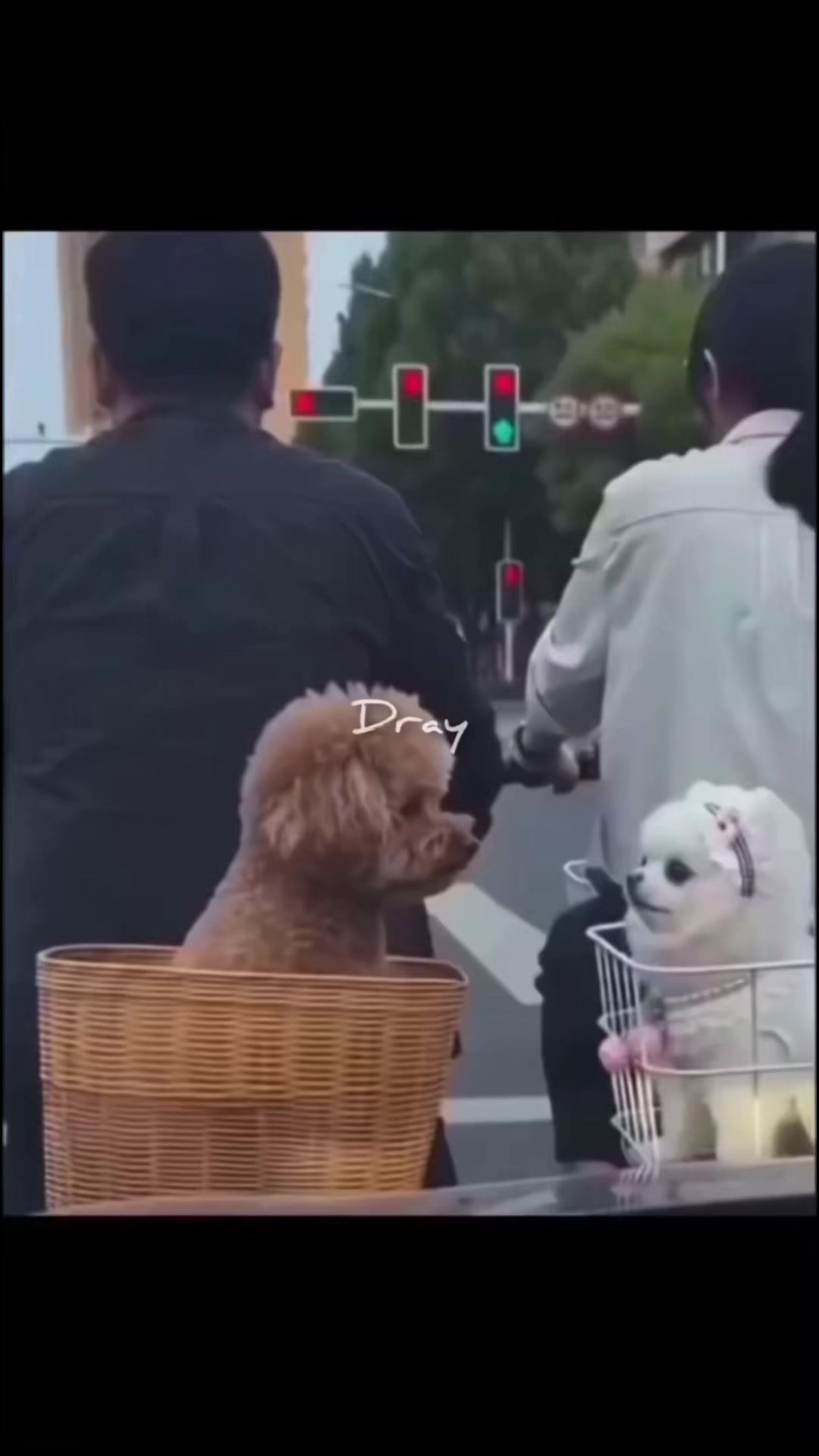 @陳皮