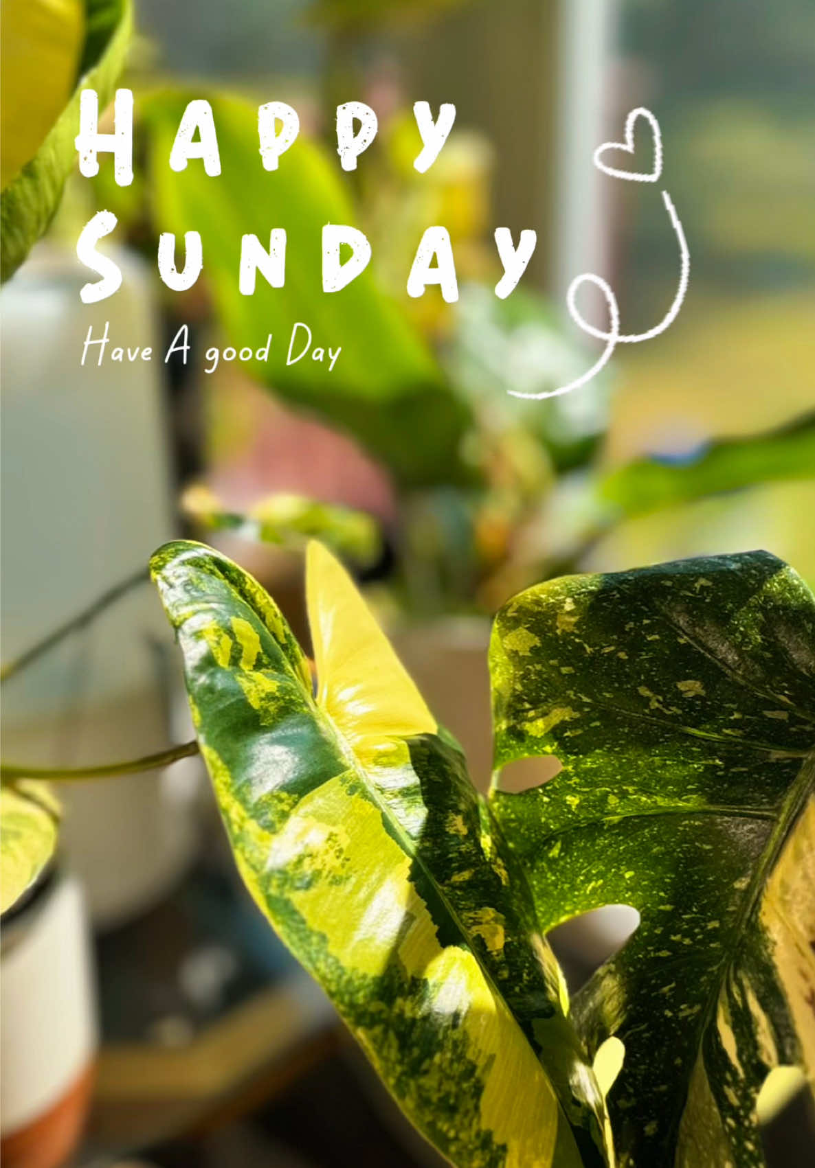 @Ty Wonder Resilience Alchemist