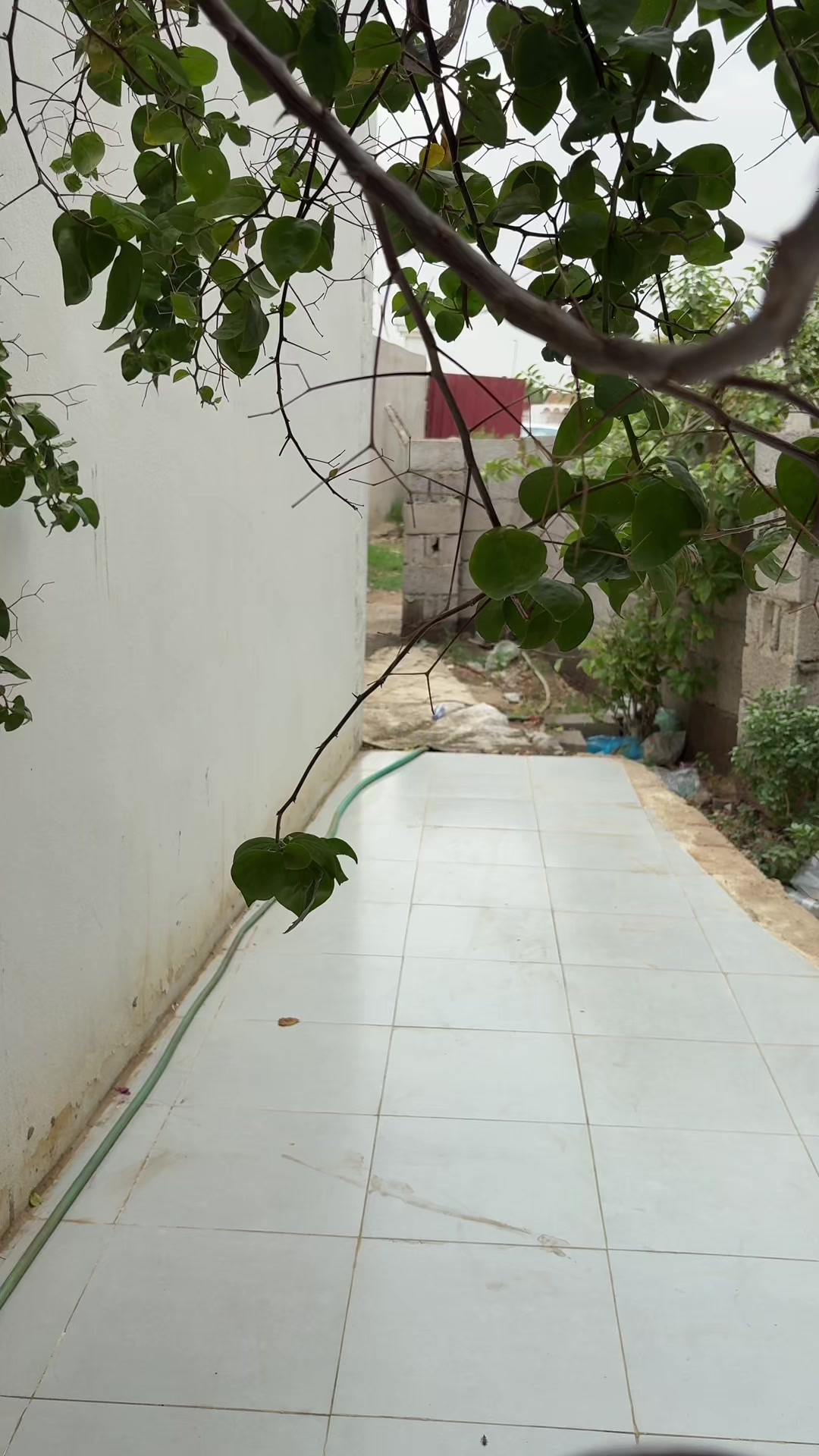 @عقيله هتان