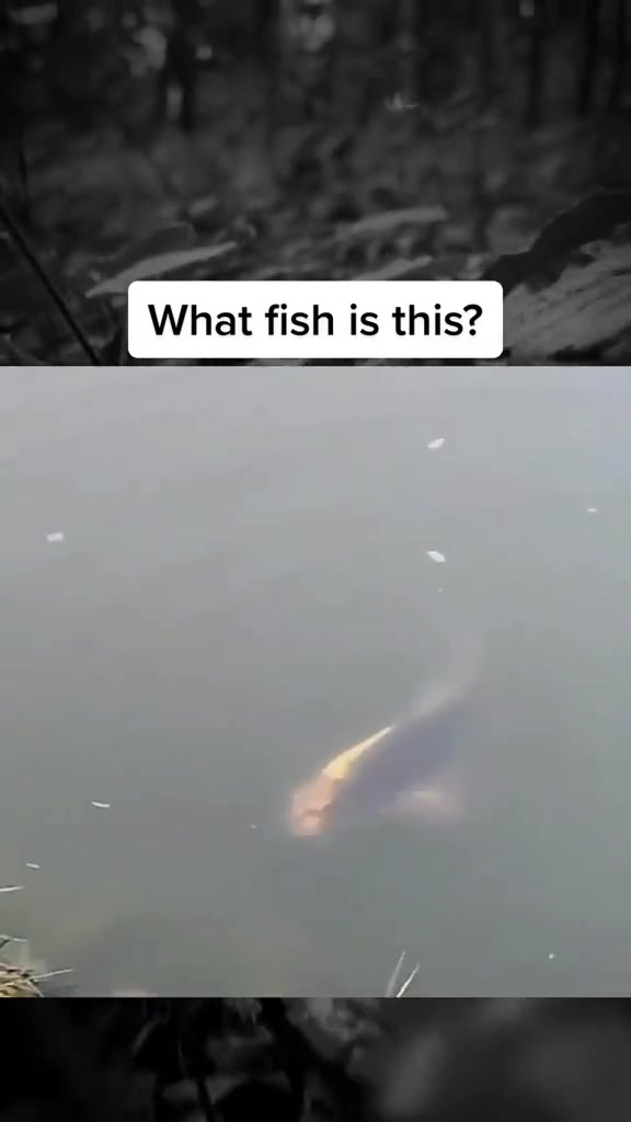 @SCARYVIDEOS