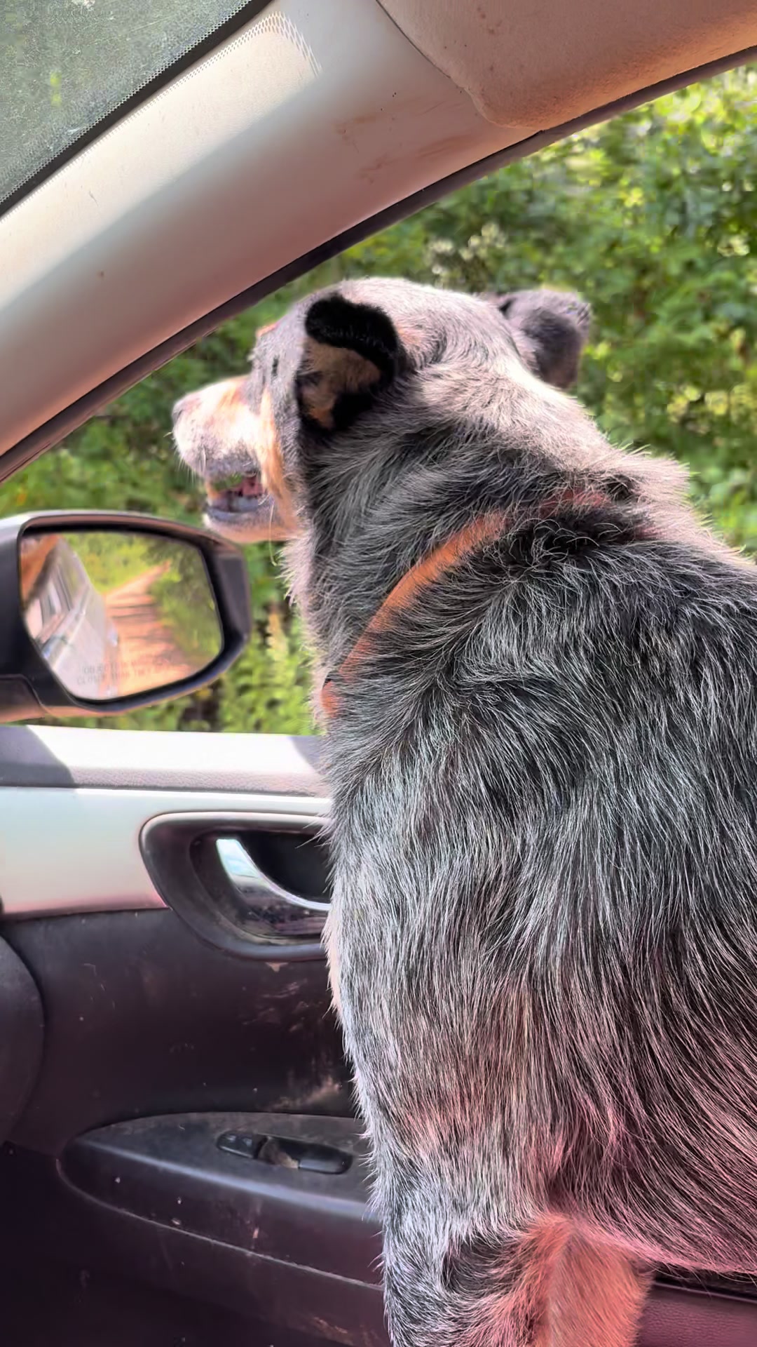 @Heeler Mom๐๐พโ