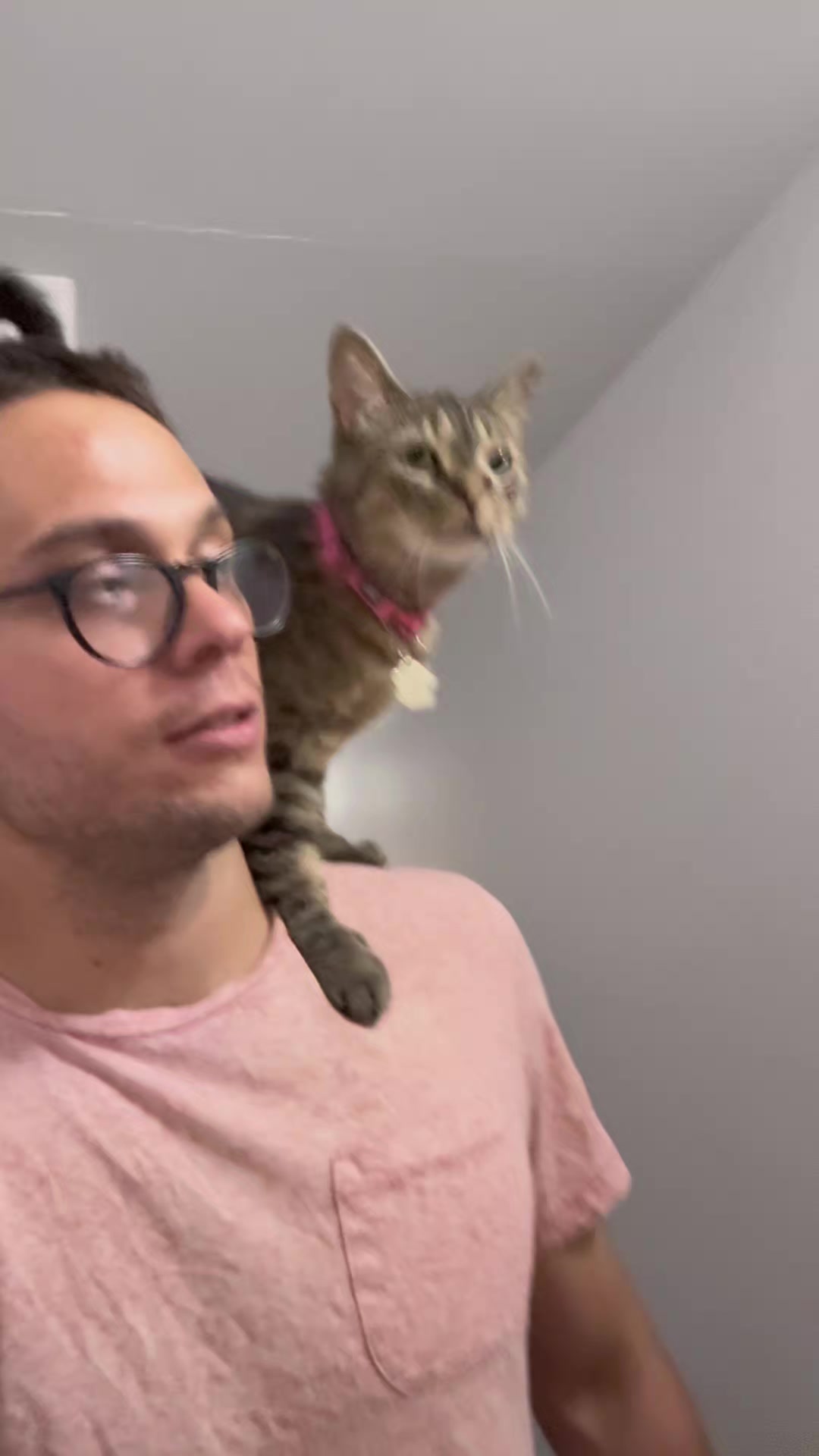 @Bellarda the cat