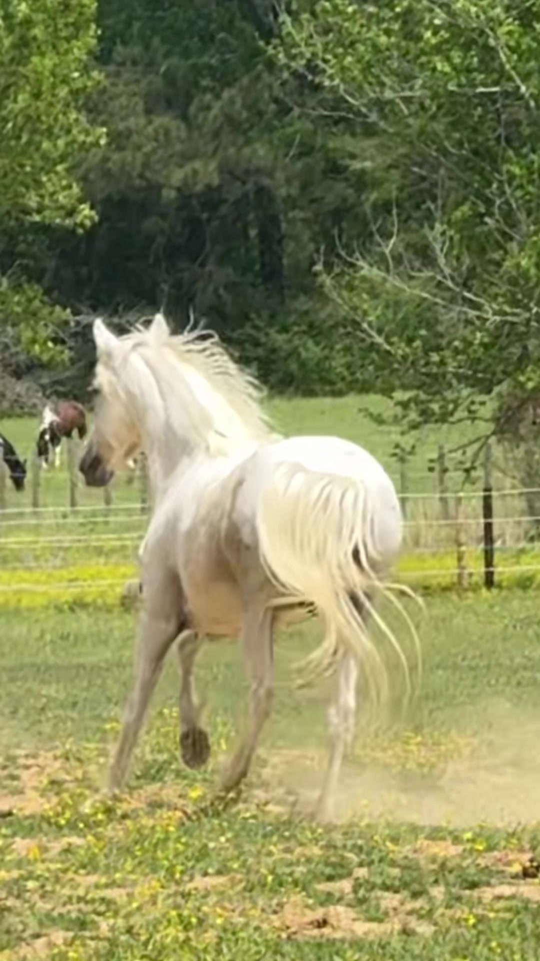 @MS Horse Rescue
