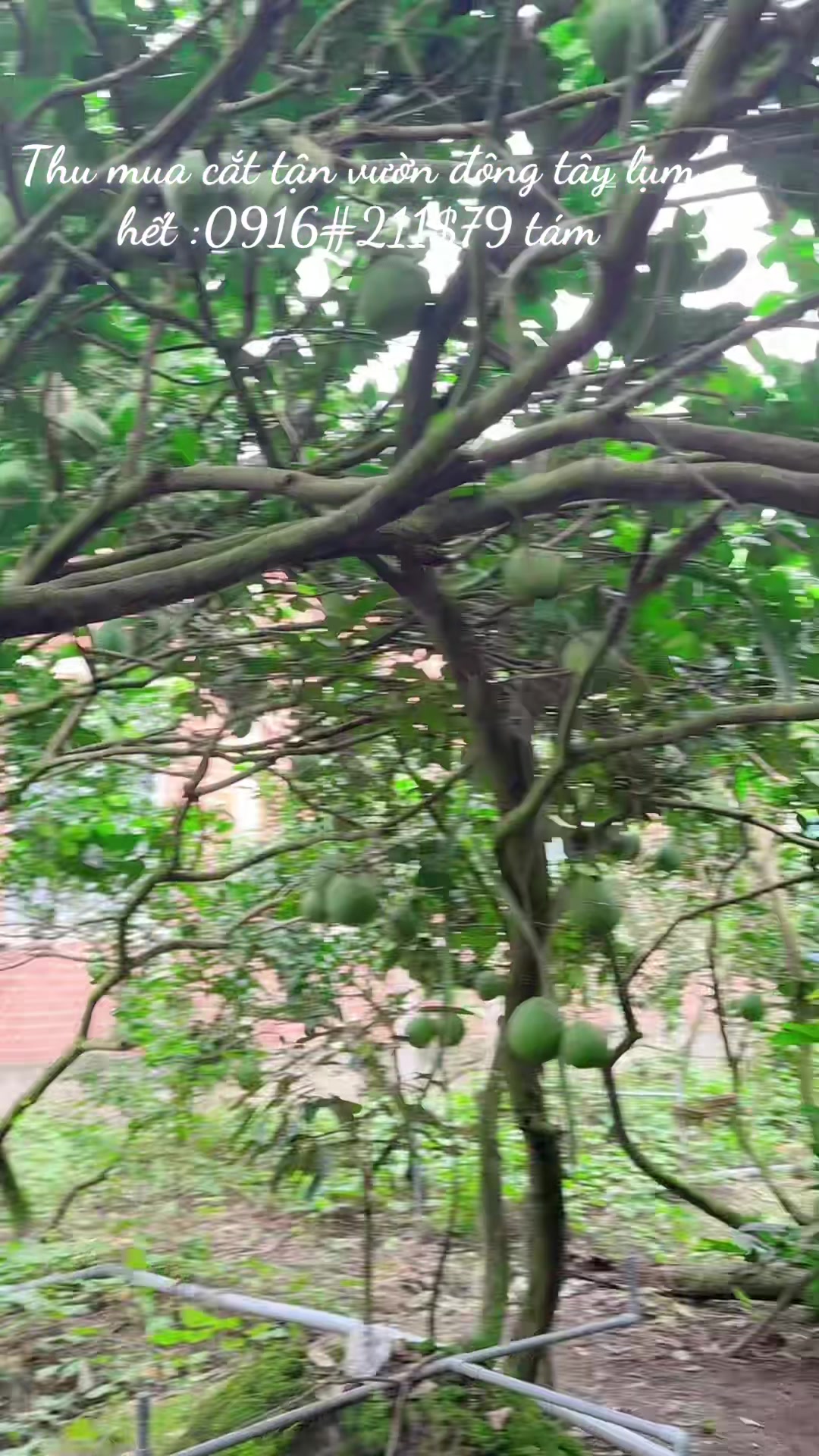 @Bàn tay nhỏ 63B3