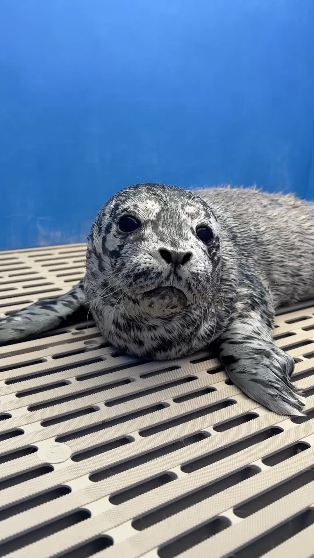 @Marine Mammal Rescue Society