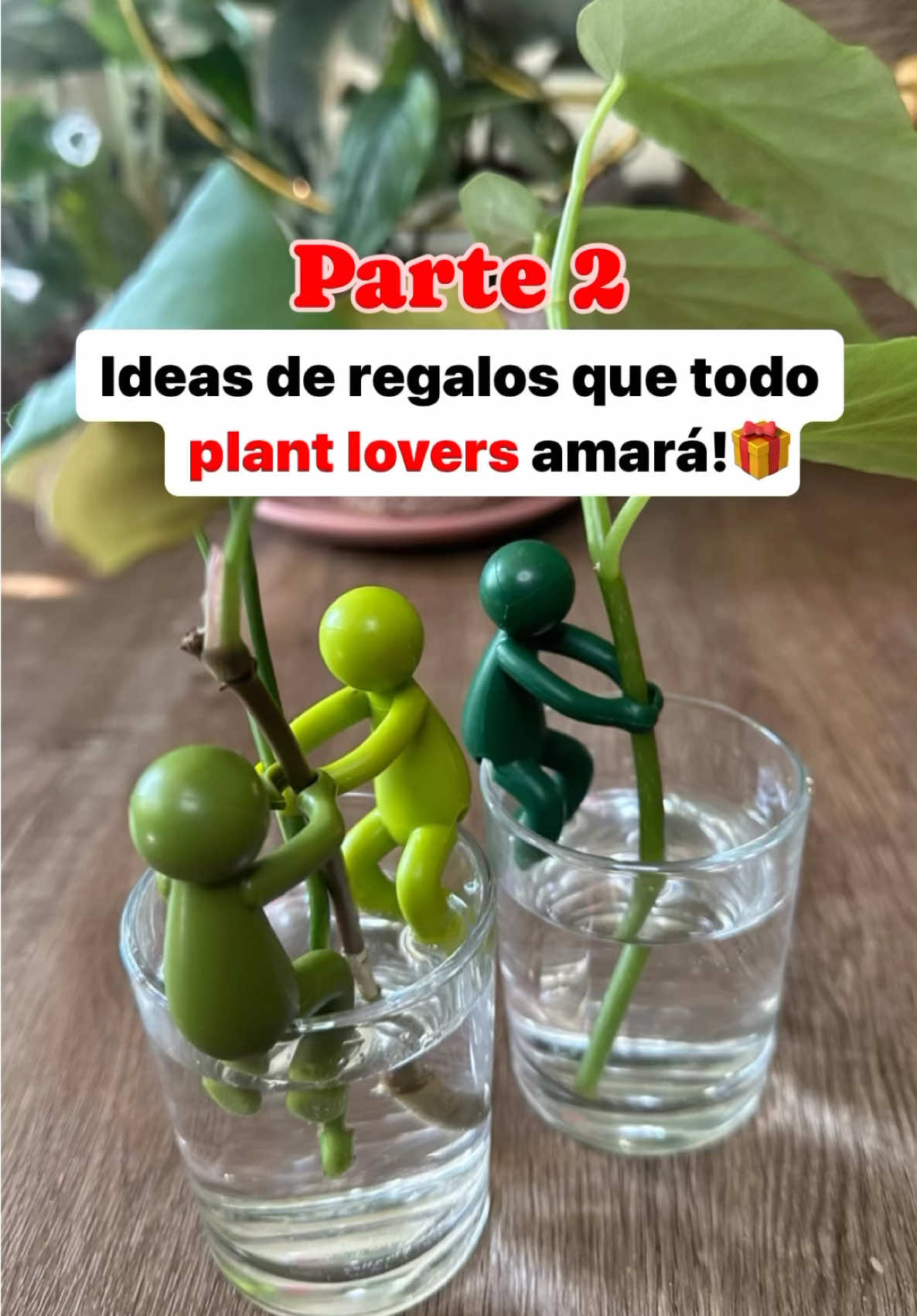 @Greenprincessliveplants