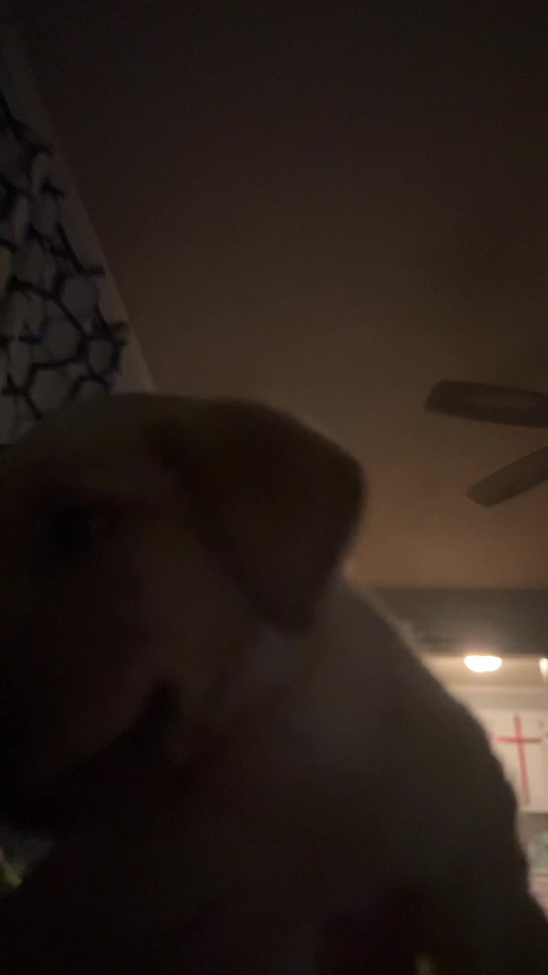 @Chocolate Labrador
