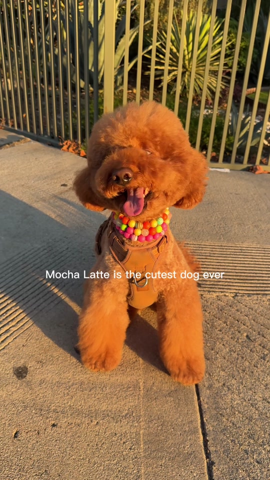 @LA Shay & Mocha Latte 🤞🏾