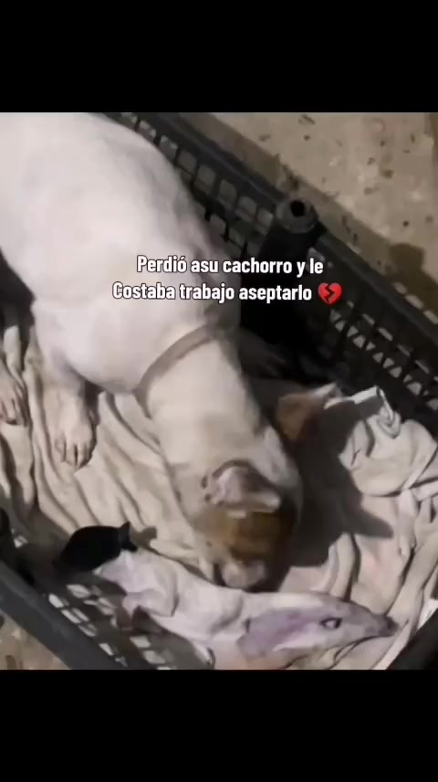 @🫧Gabriella🫧♉