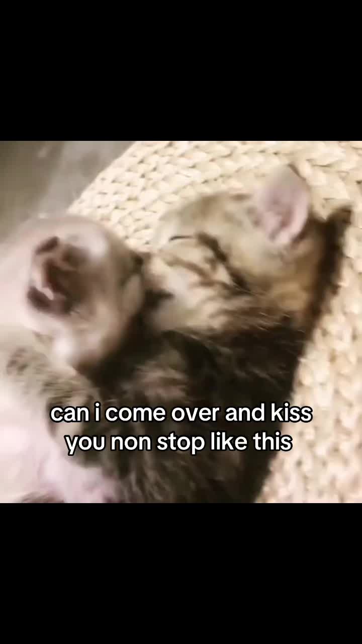 @meowconcept