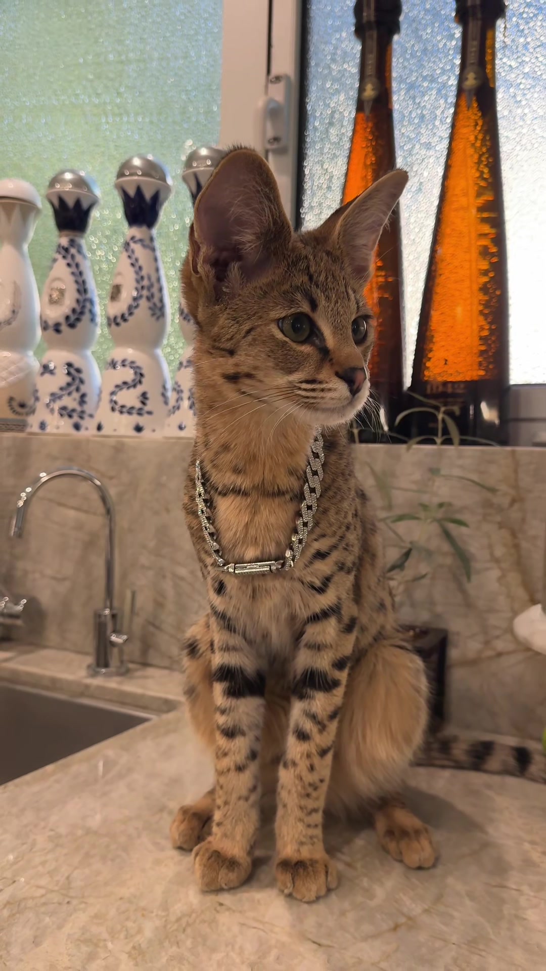@Bengal Cats