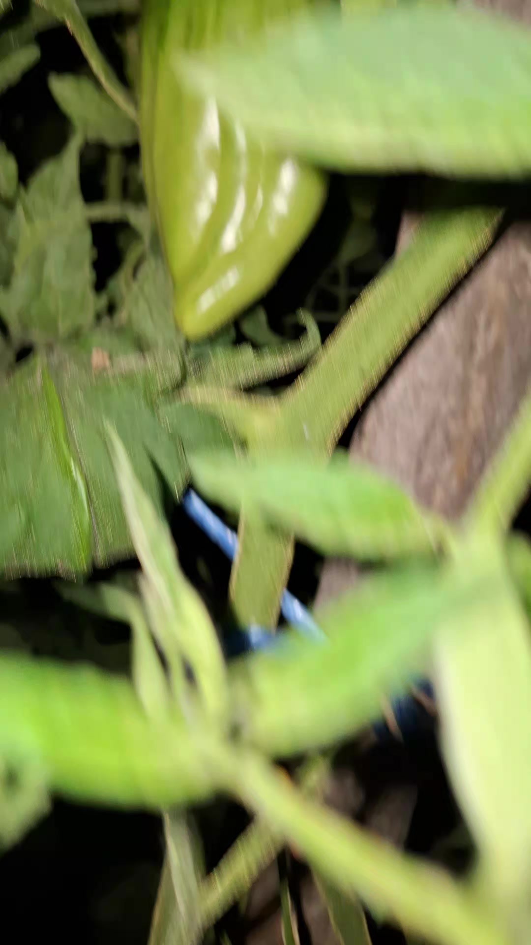 @ₛₗₐₜₖₐ ₘₐₗₐ ᵢzᵥᵣₙᵤₜₐ ₜₒᵣₜₐ🍒