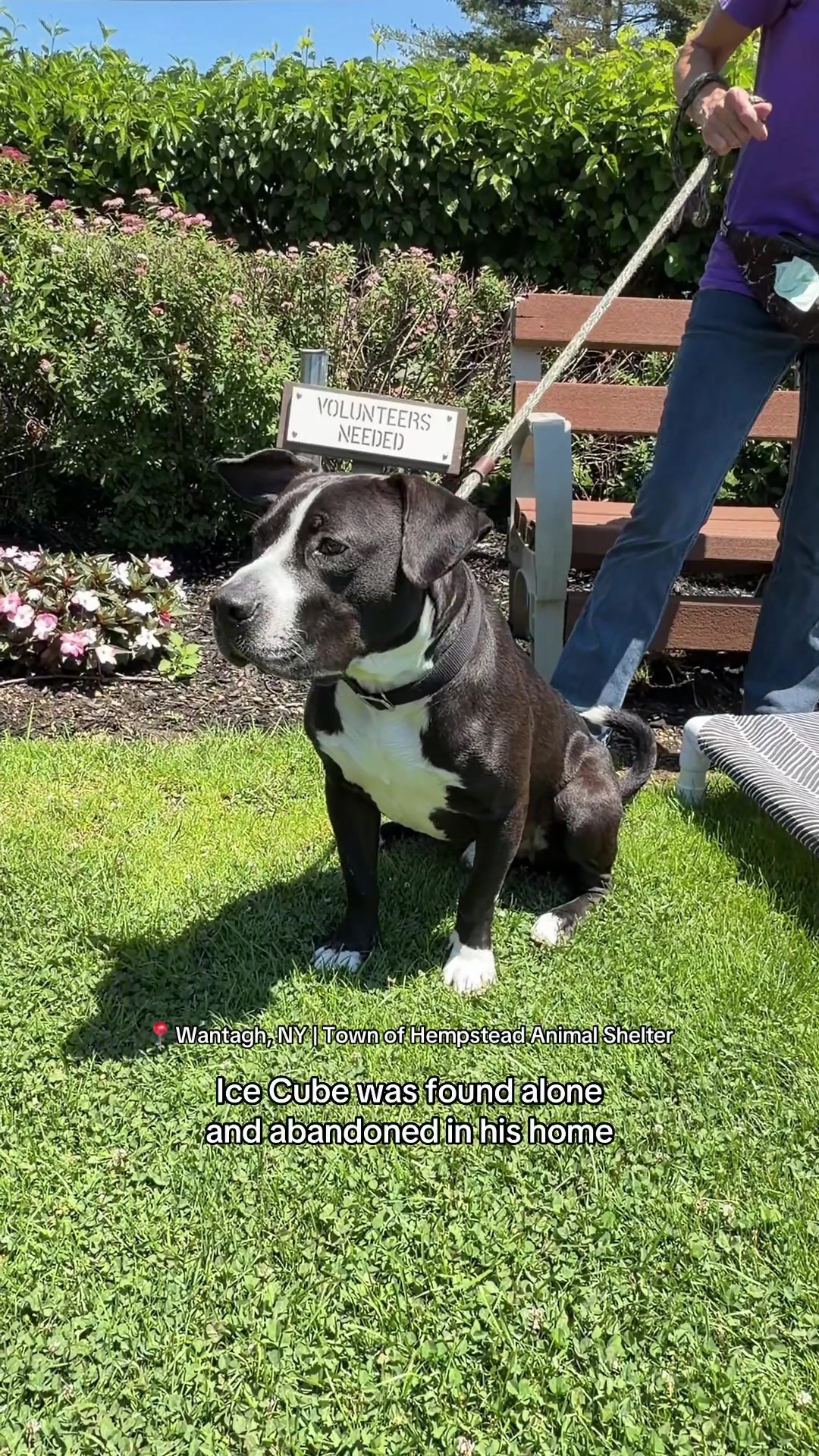 @Adopt a Pet