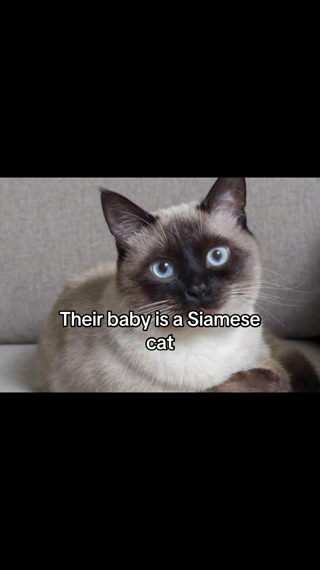 @Shad