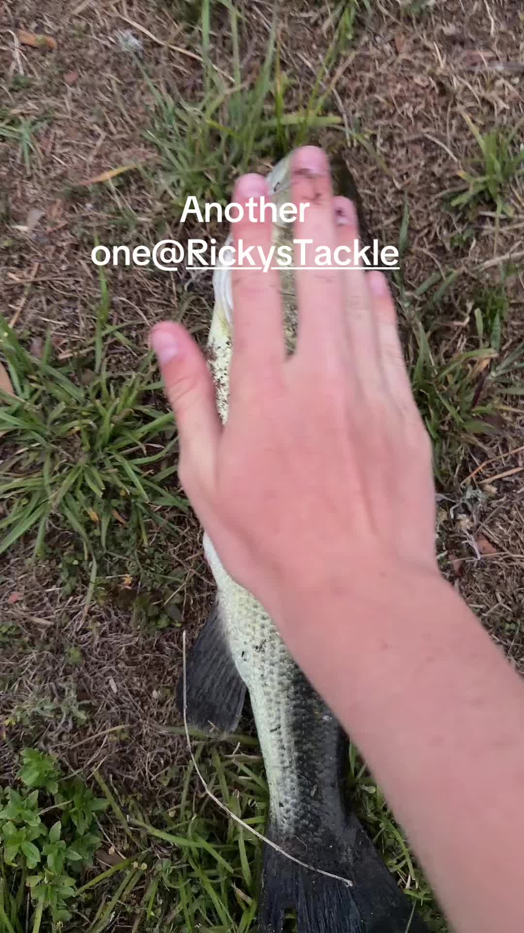 @Inshoreslabs