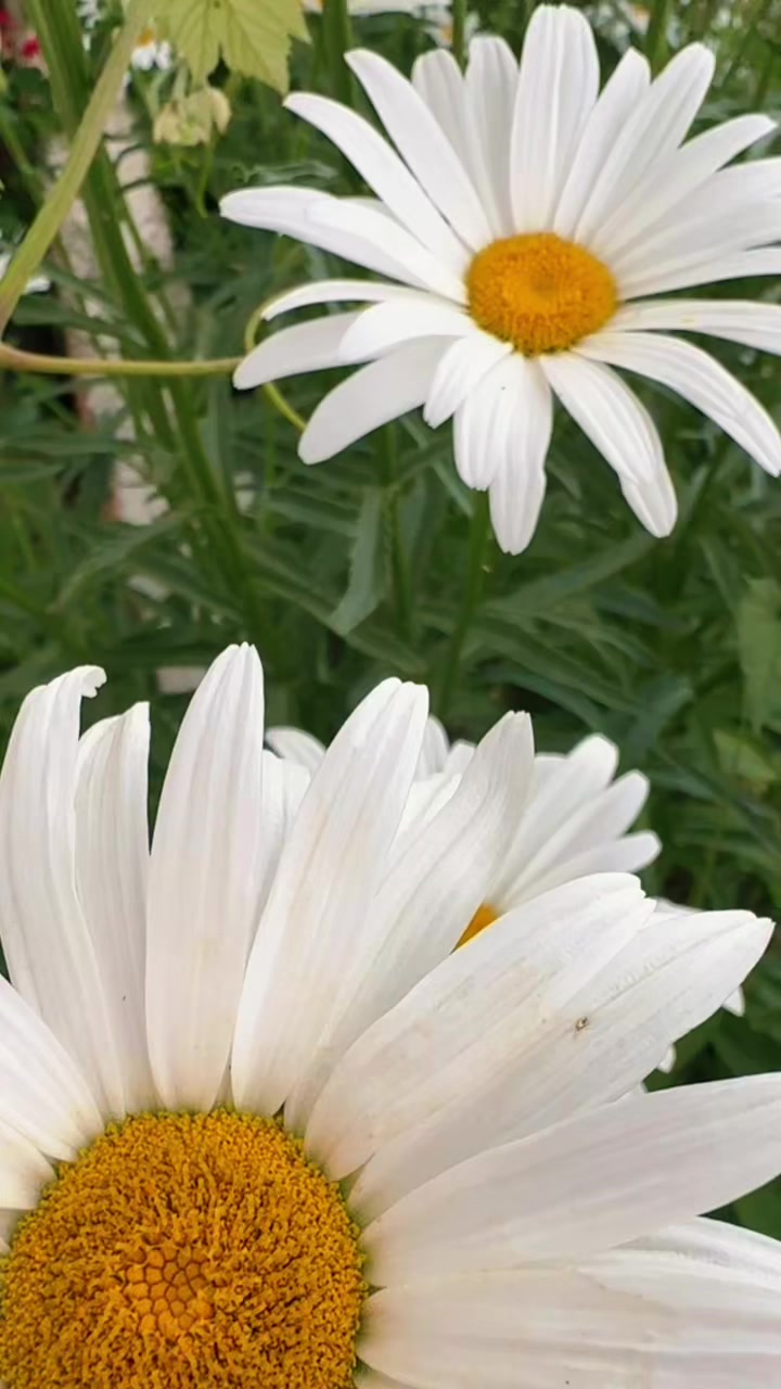 @Sündüs Memiş Aksu