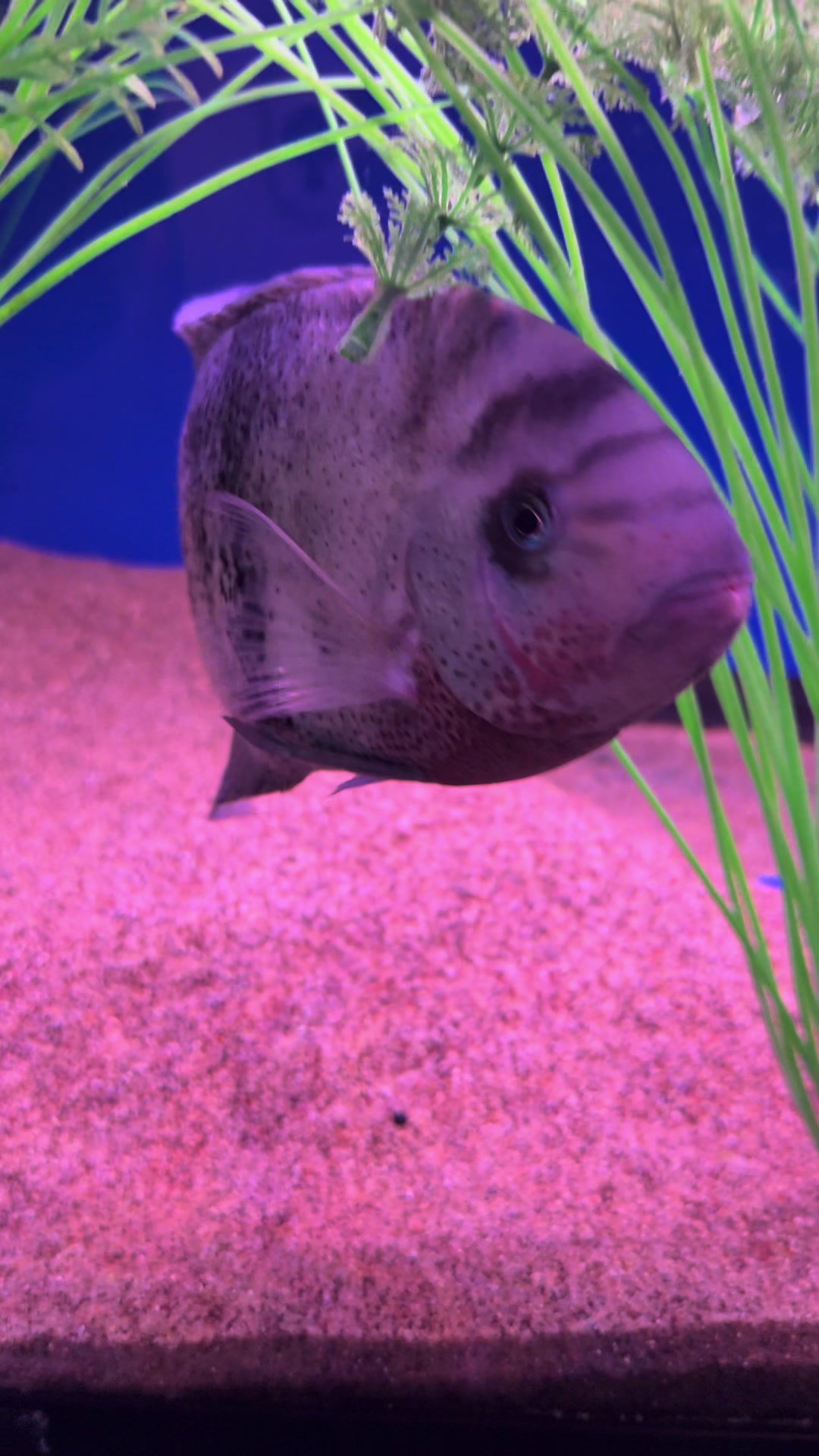 @epicfishnetwork