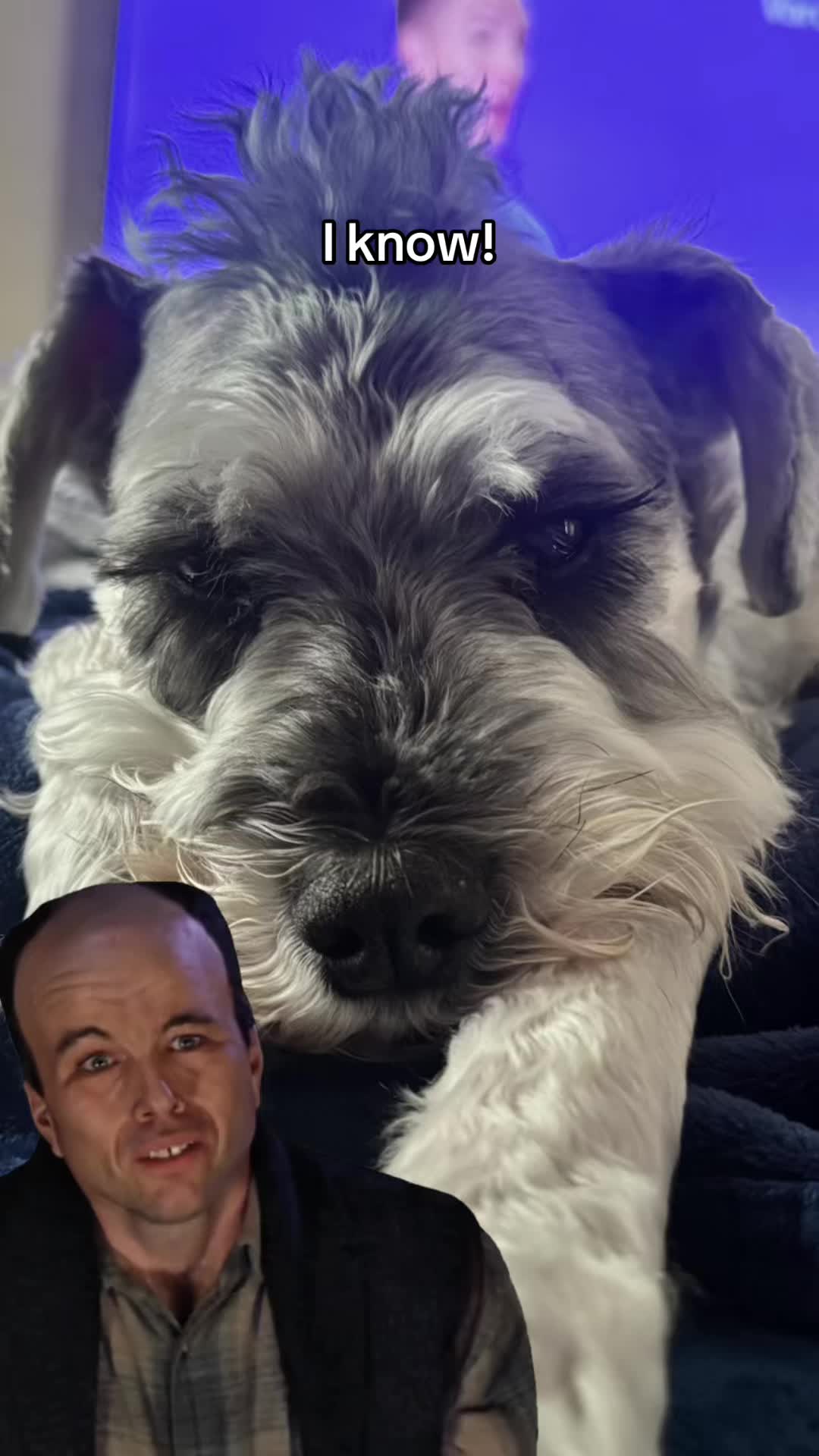@Cooper The Schnauzer