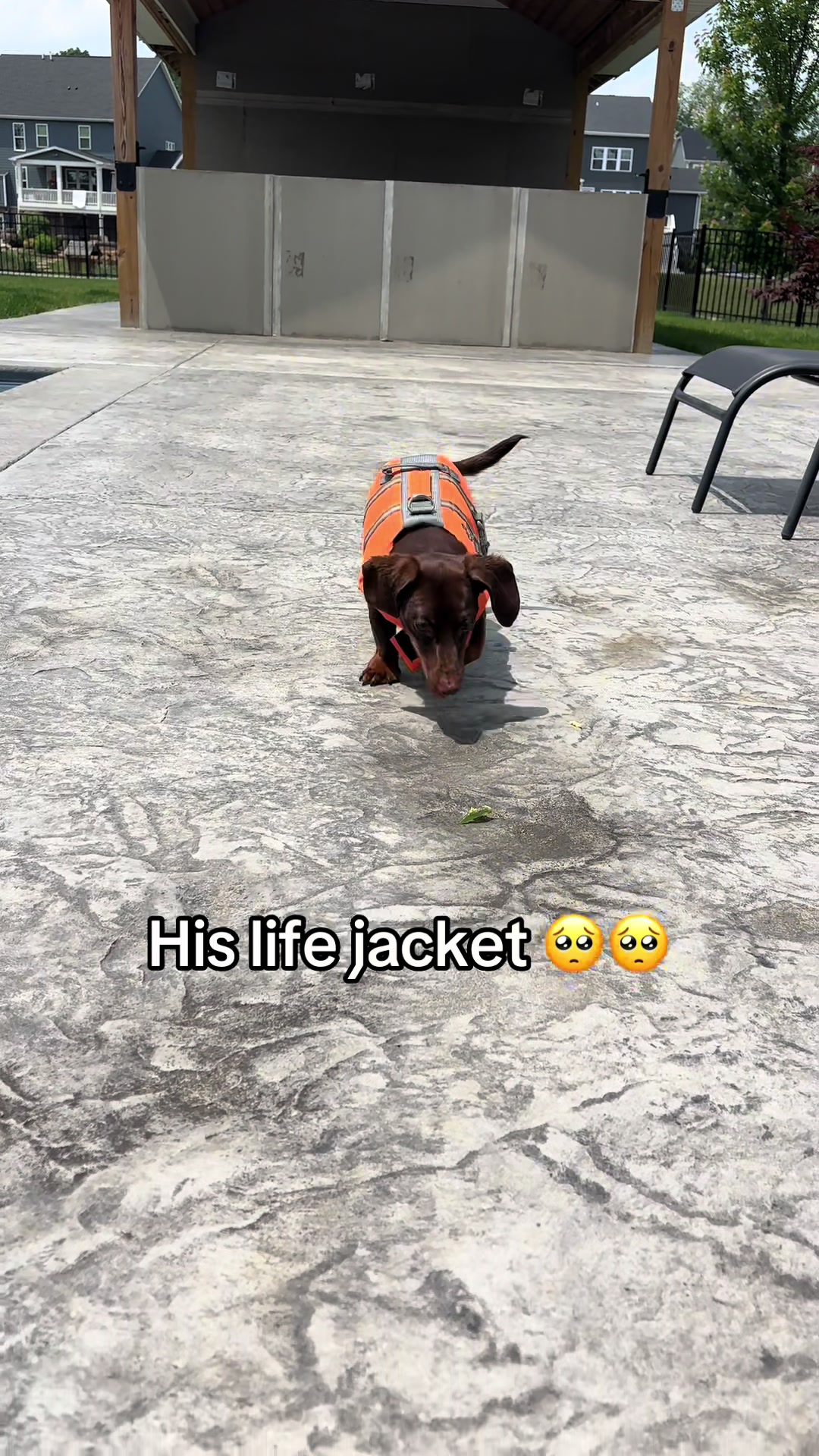 @Willie the Wiener Dog