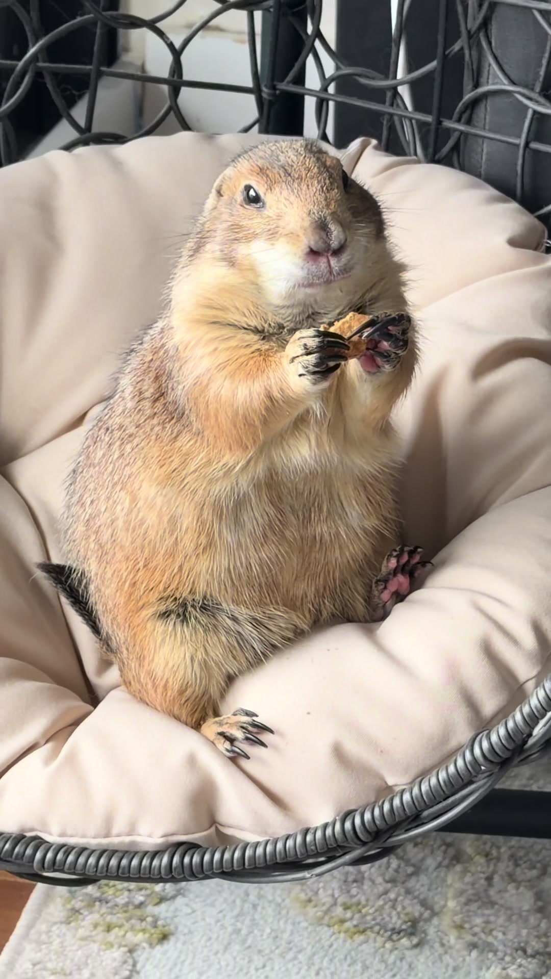 @Poppy the Prairie Dog
