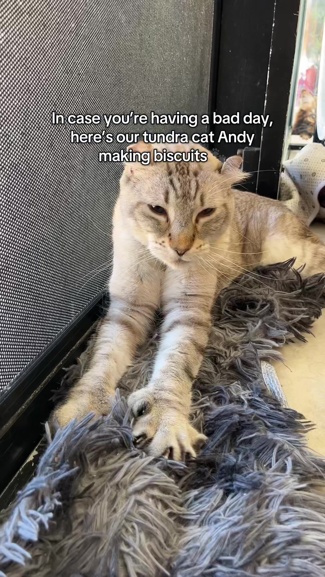 @crazycatcafe
