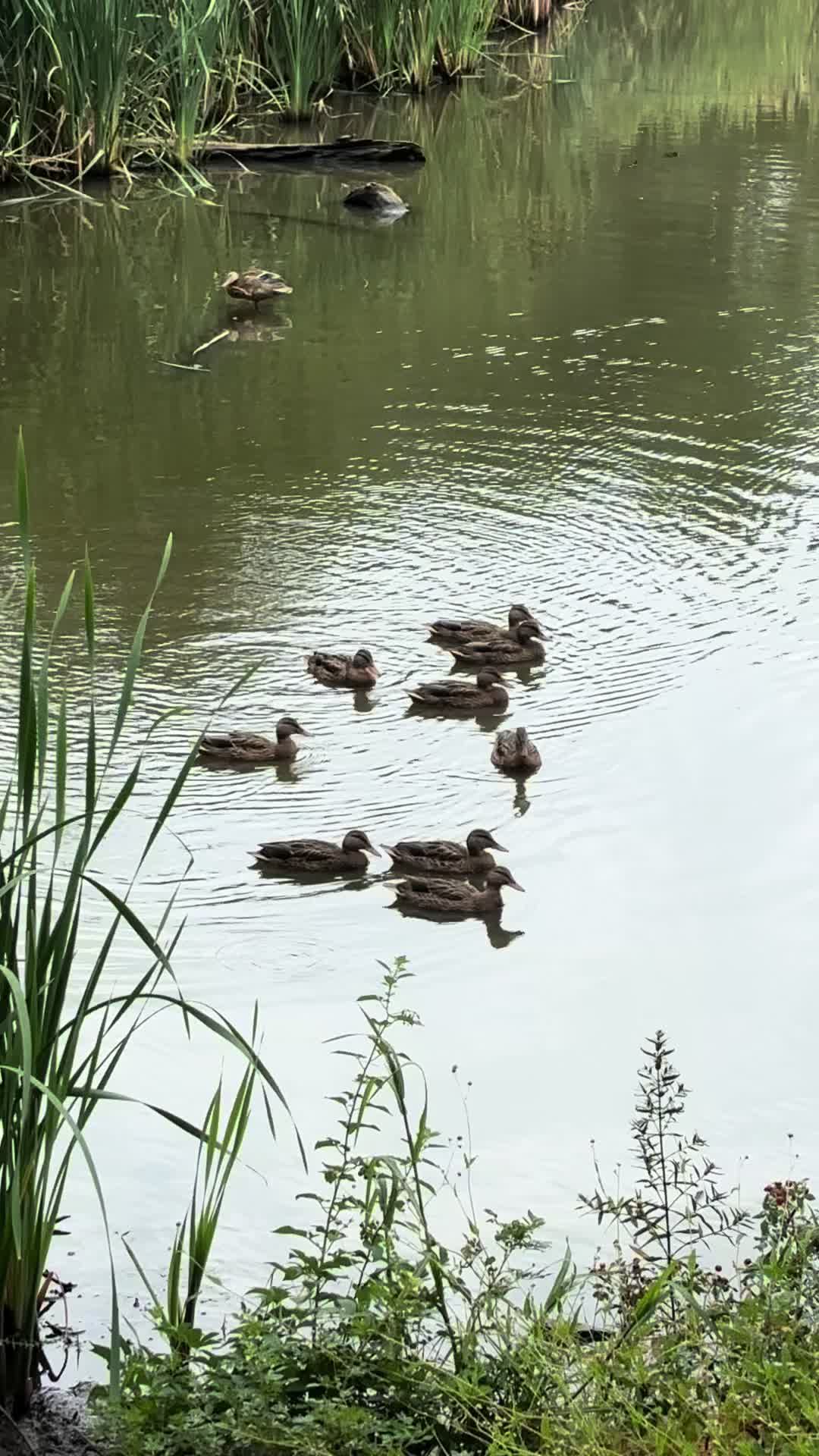 @inflightmallard