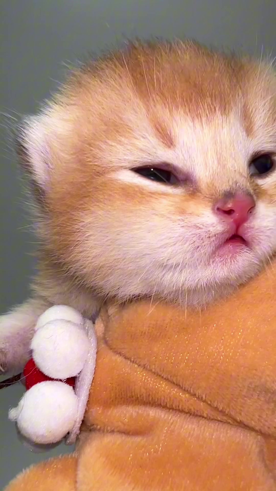 @Soothing Cats😻