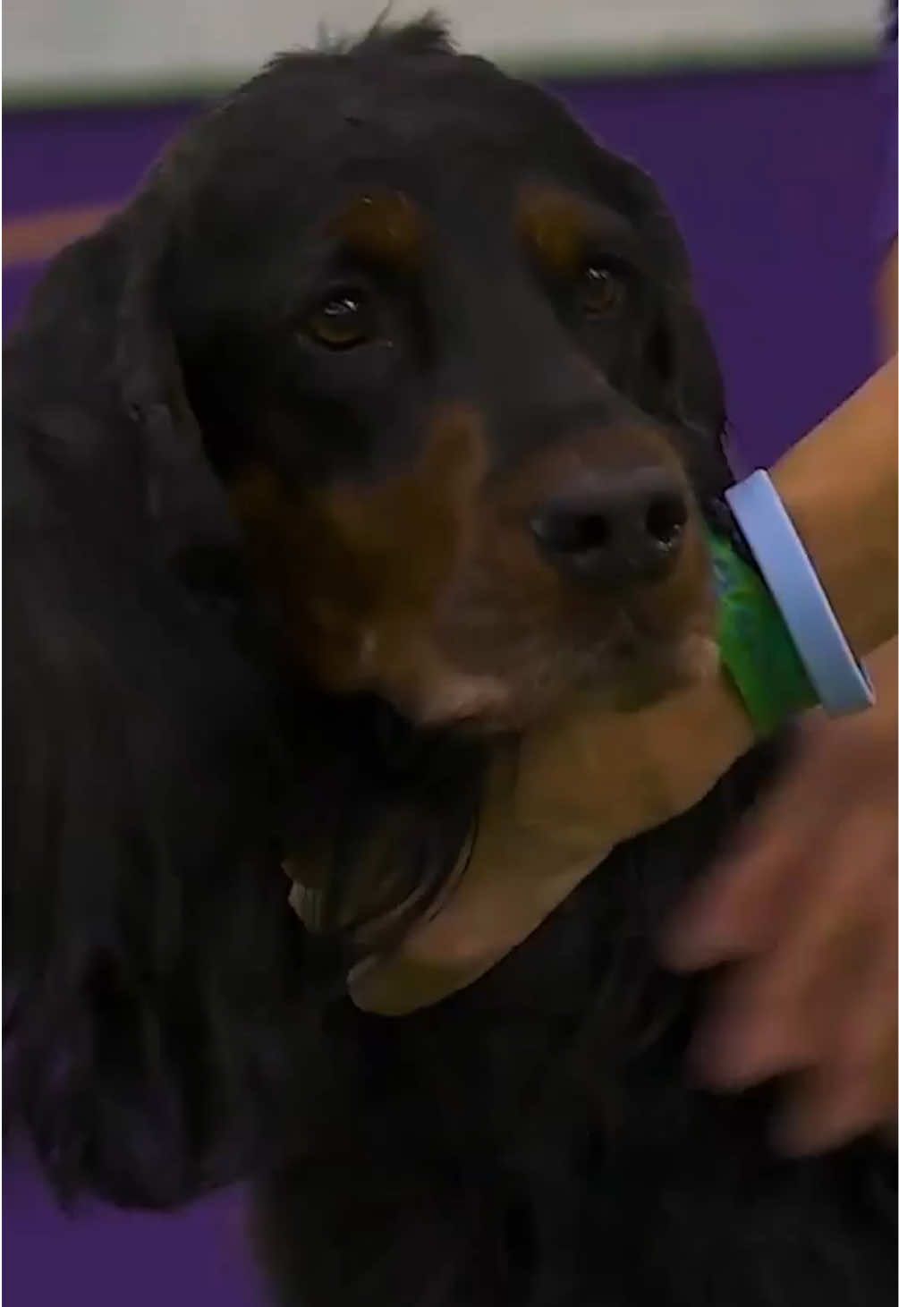@Westminster Kennel Club