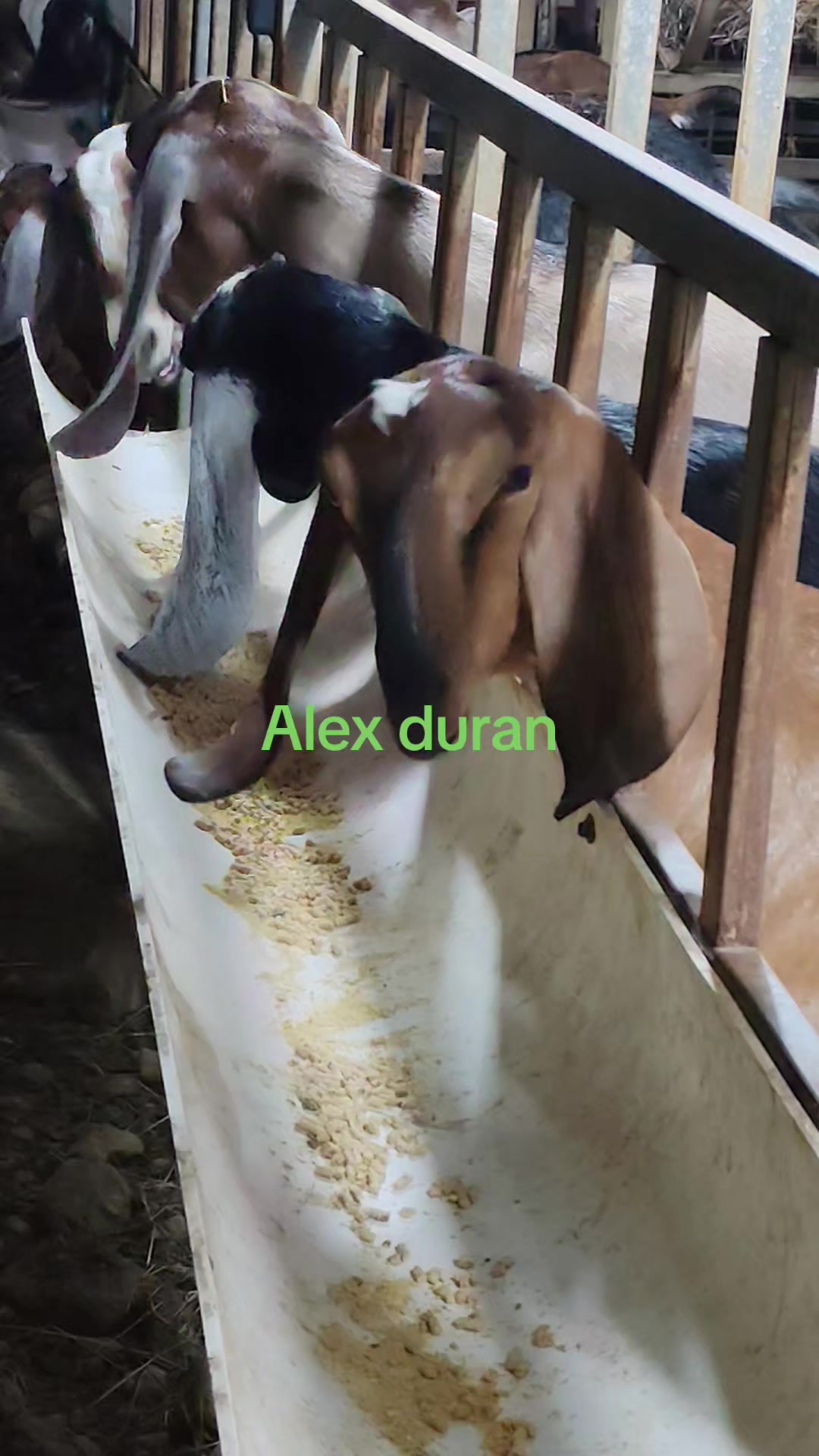 @alexduran7558