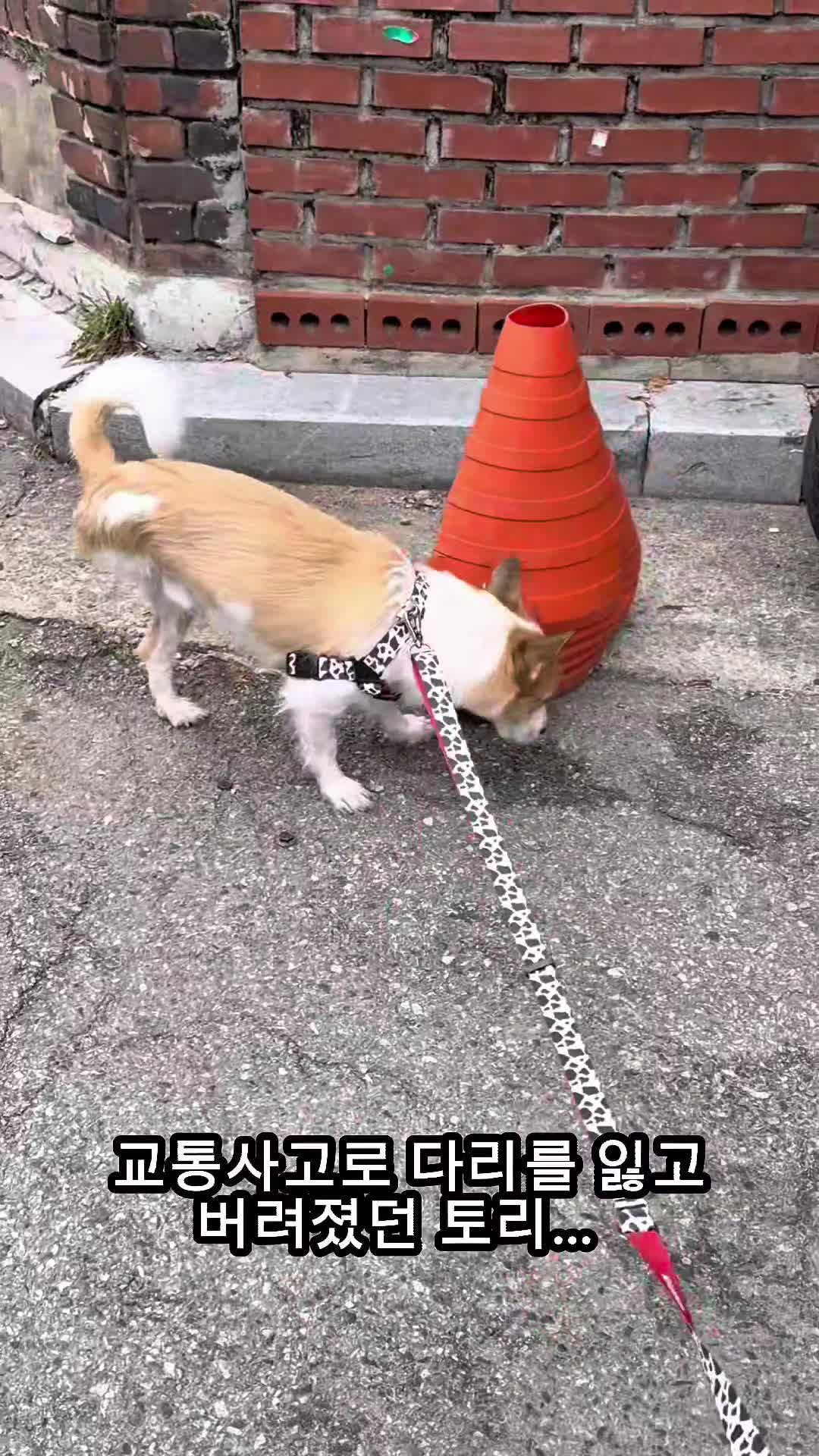@작은말월리 | 월리플랍🦄