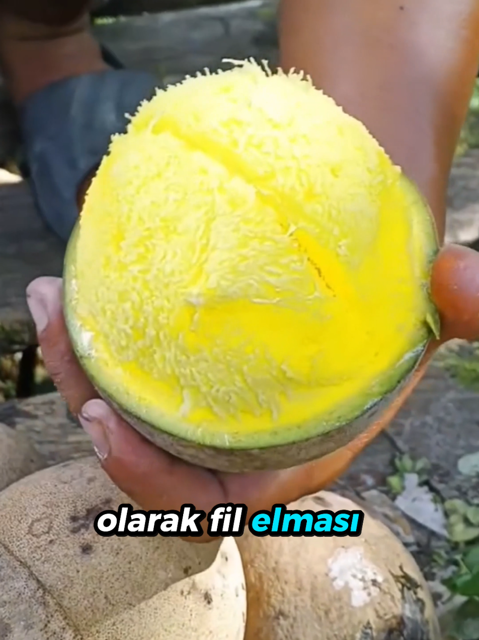 @beynegrafya