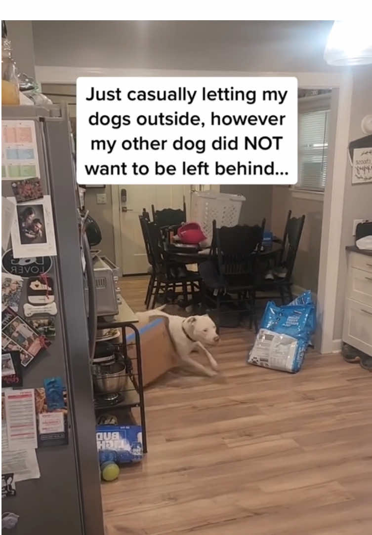 @Funny dogdia80