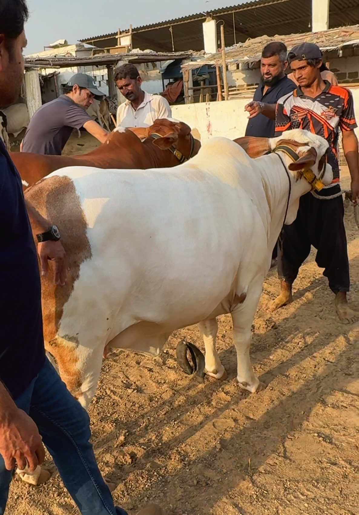 @Karachi Bull lovers