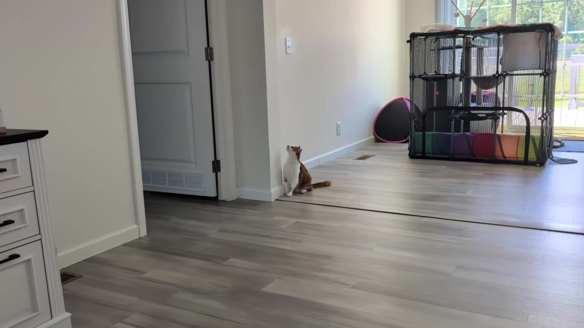 @The Ultimate Catio Life