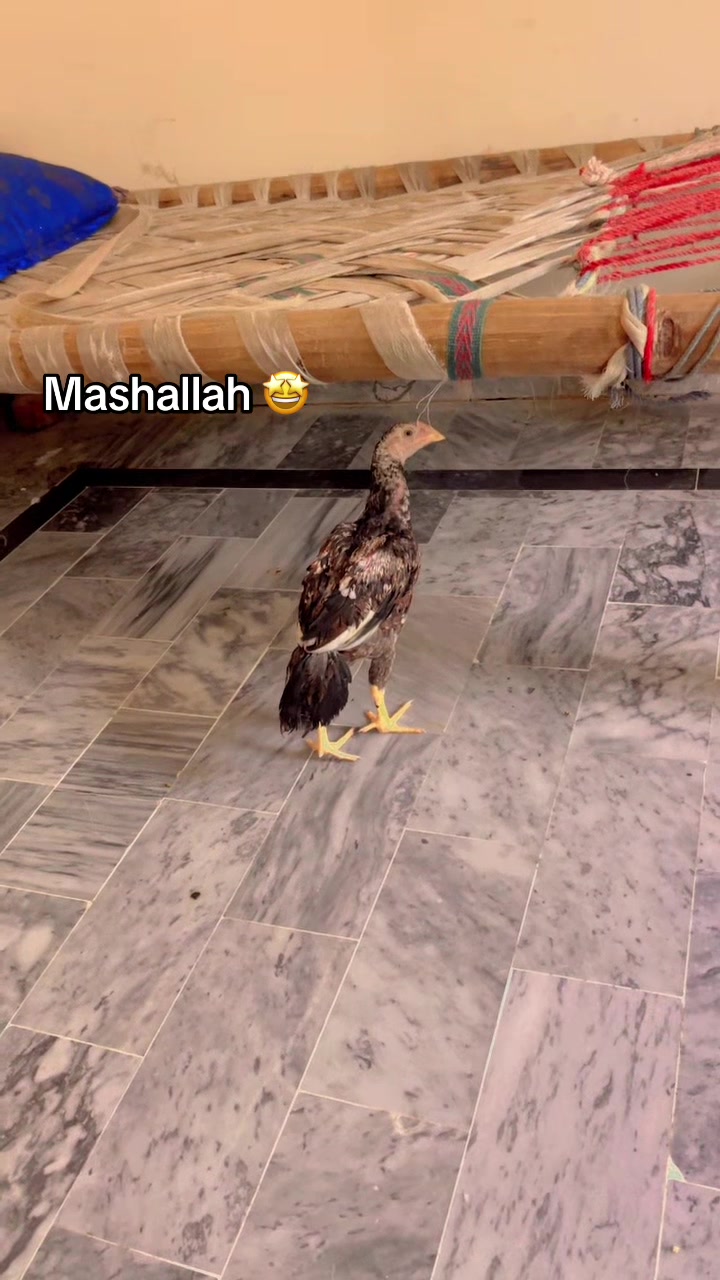 @🦅Home Bread Aseel 🦅