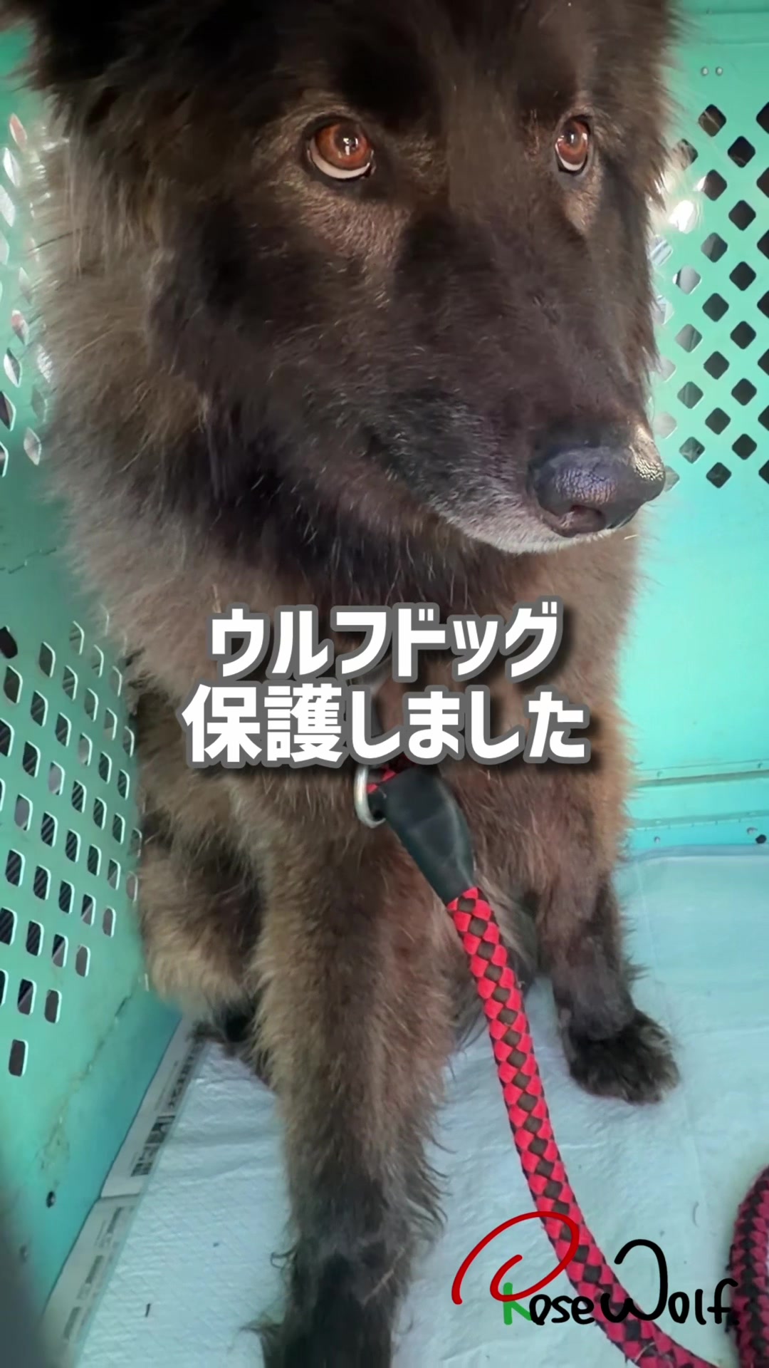 @ローズウルフ/ウルフドッグ犬舎