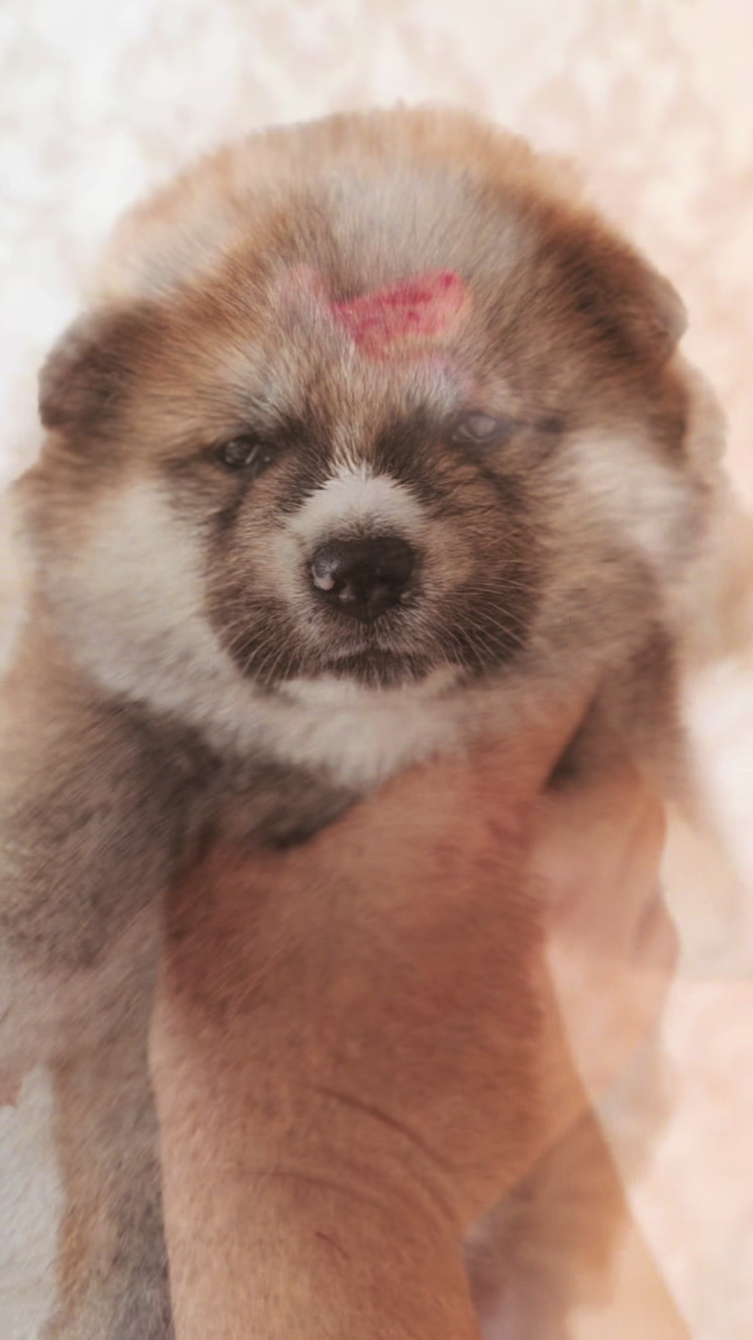 @oh_myakita