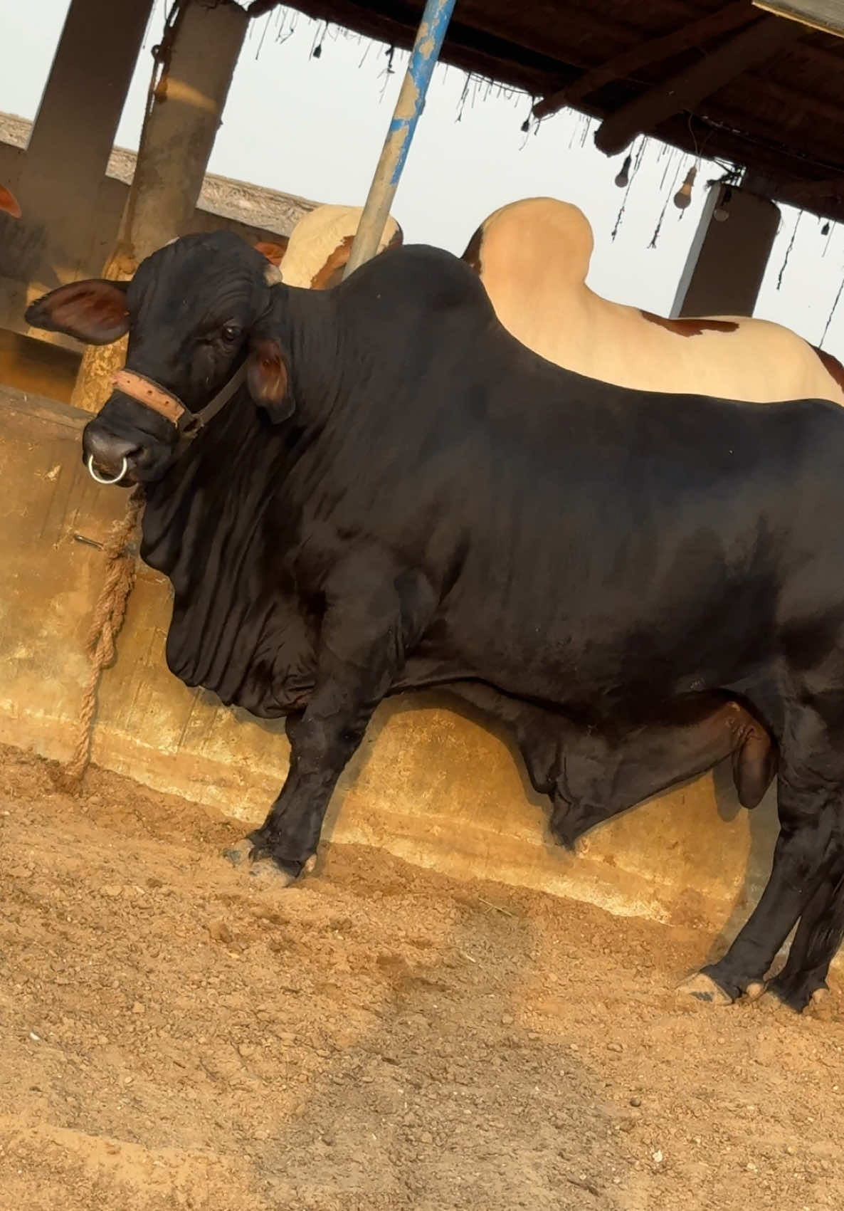 @Karachi Bull lovers
