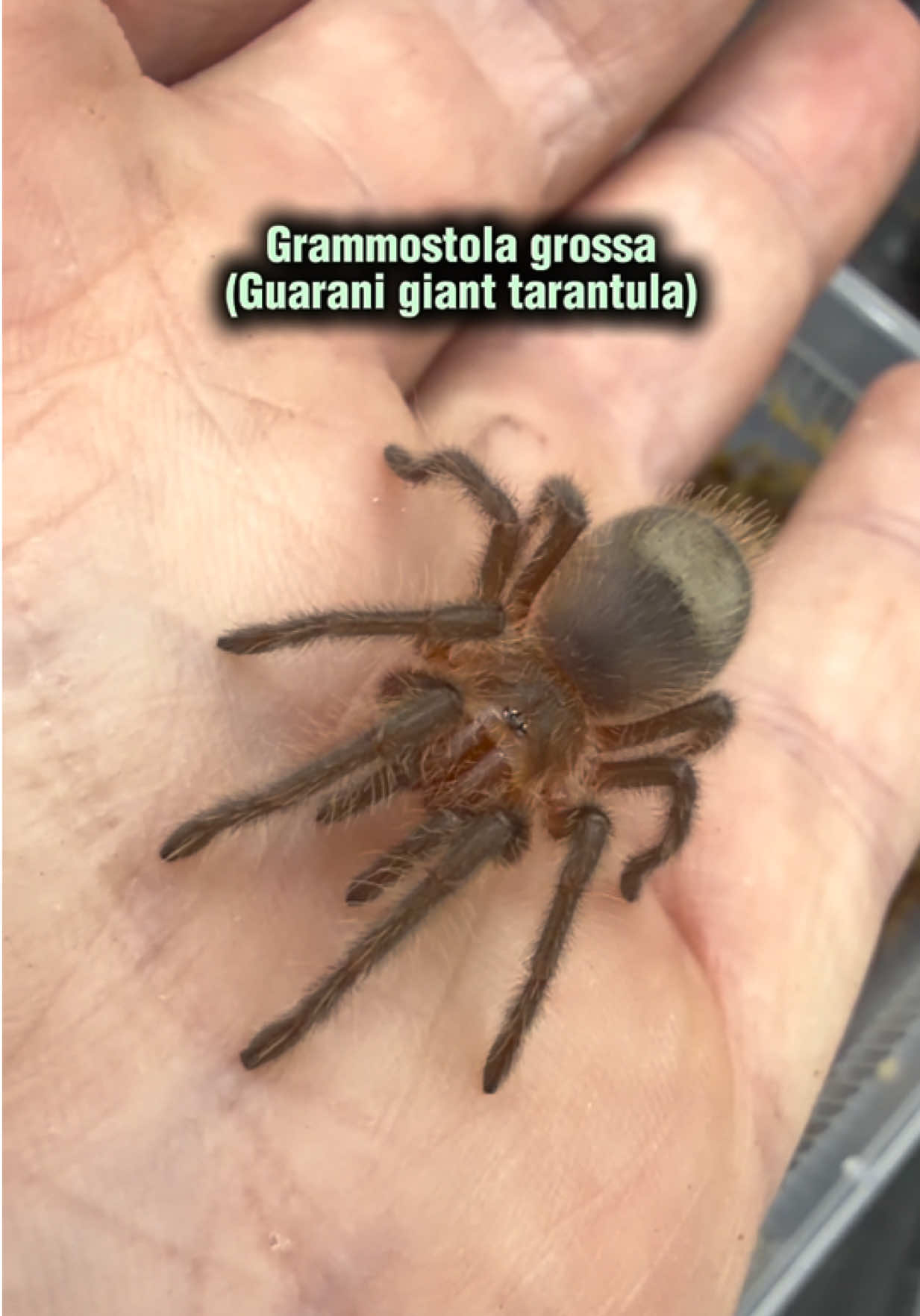 @Spider Conservatory